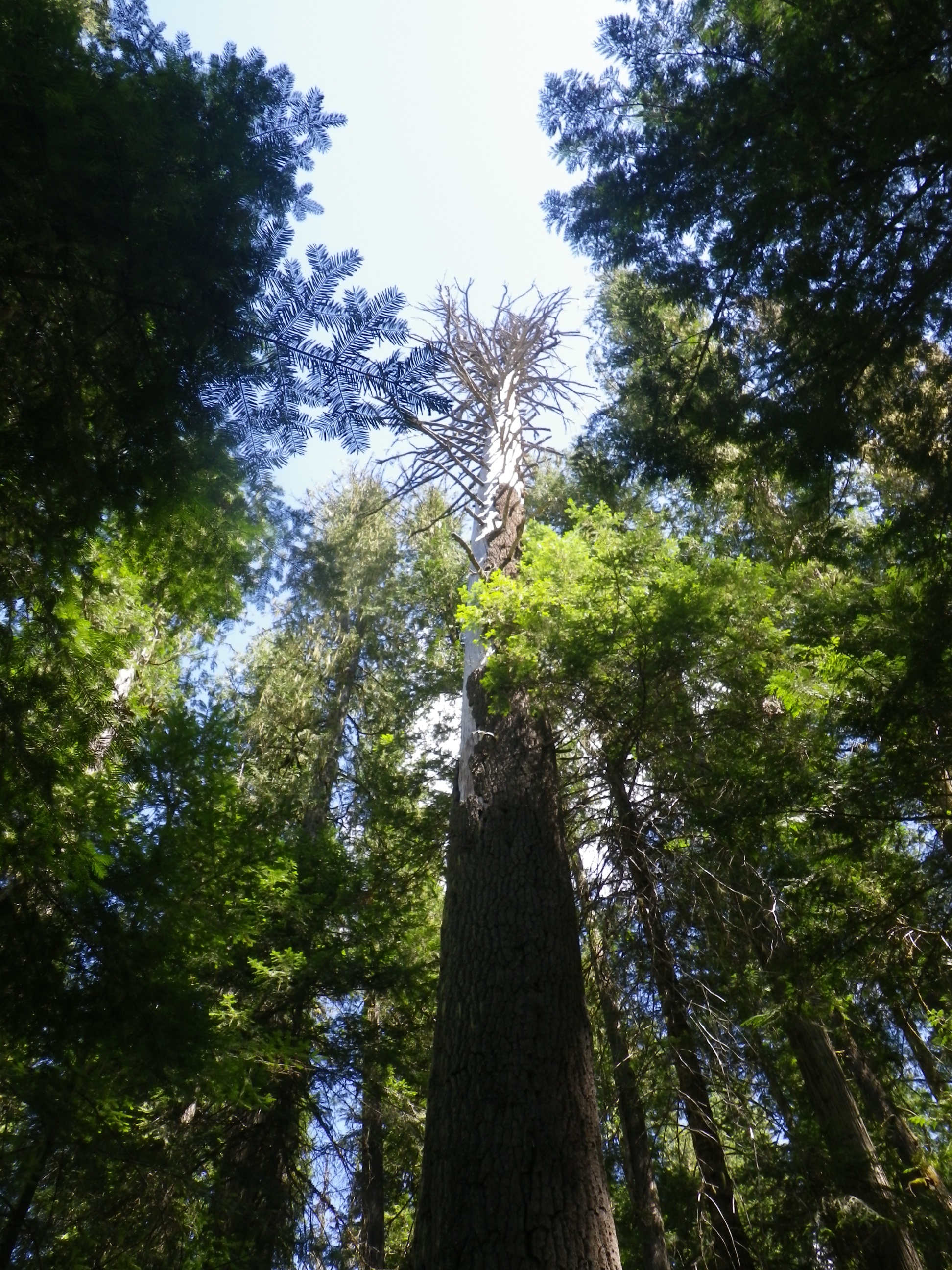 The sign said "Clark Tree" but didn't give a hint to the significance. Anybody got a clue?