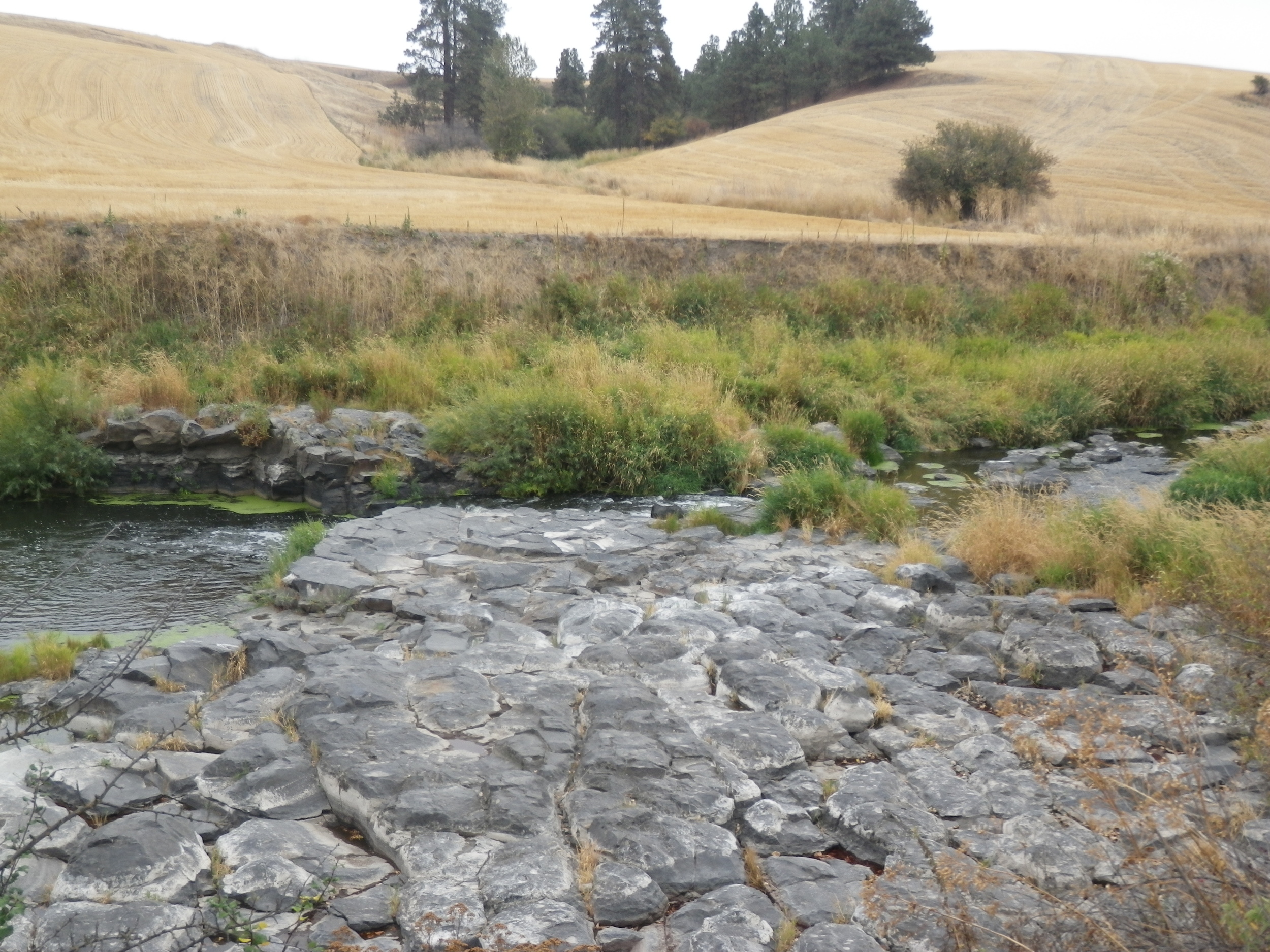 The trail parallels the Palouse River and, early in the run, there are expansive views of the wheat fields.