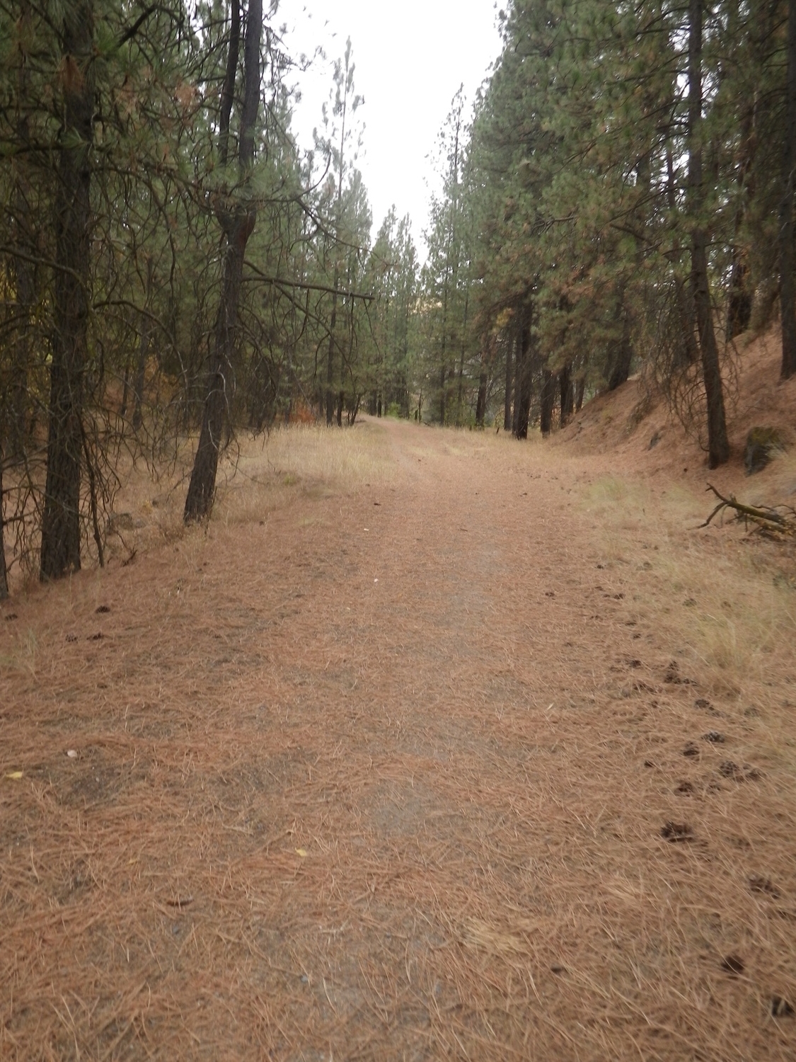 The footing is varied but mostly good. Watch for the occasional rock. Also, bear, deer, elk, and cow poop. The Colfax Rail Trail just after the abandoned trestle.