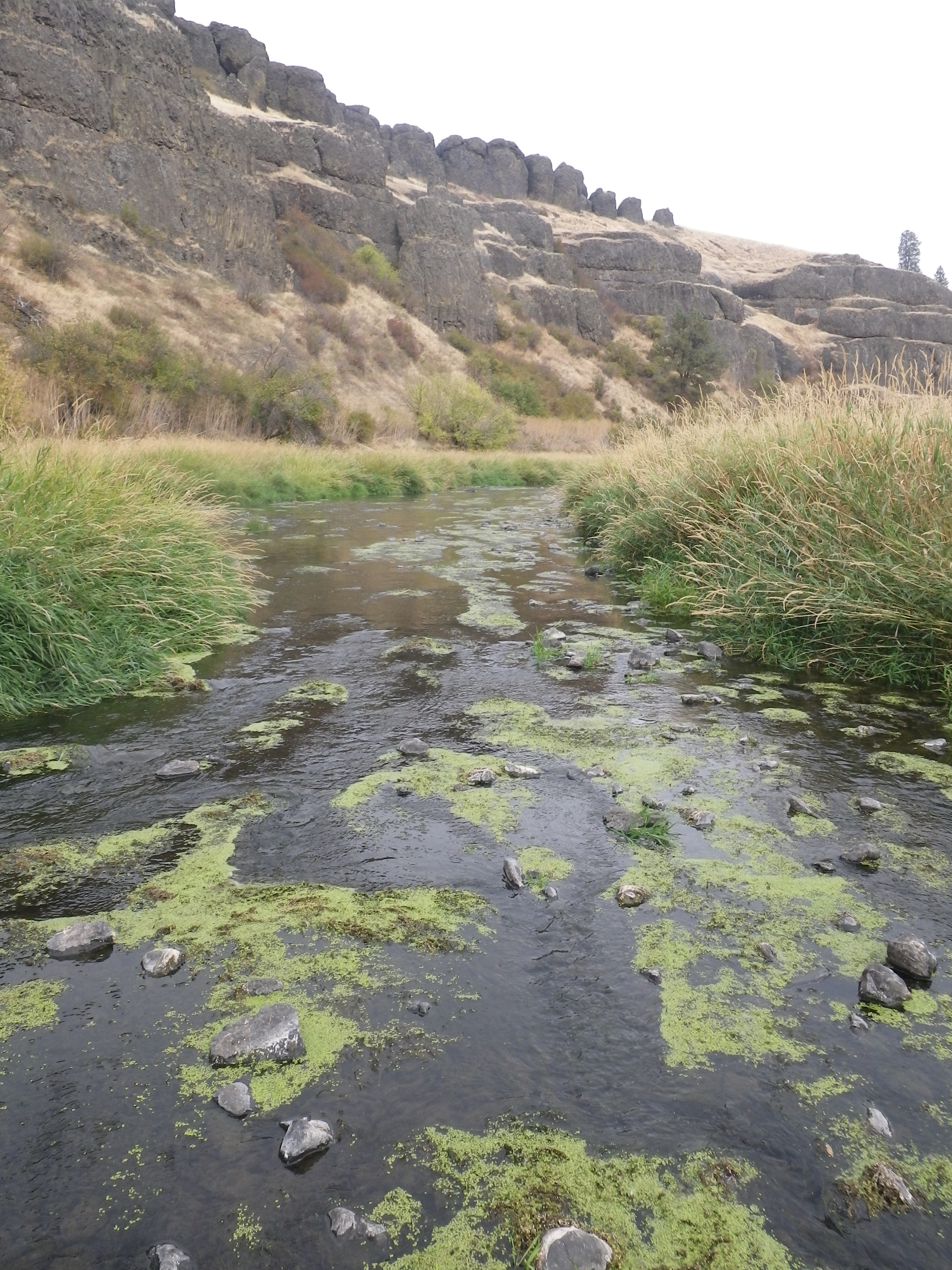 From the middle of the Palouse River. Fording the river to check out the tunnel . . .
