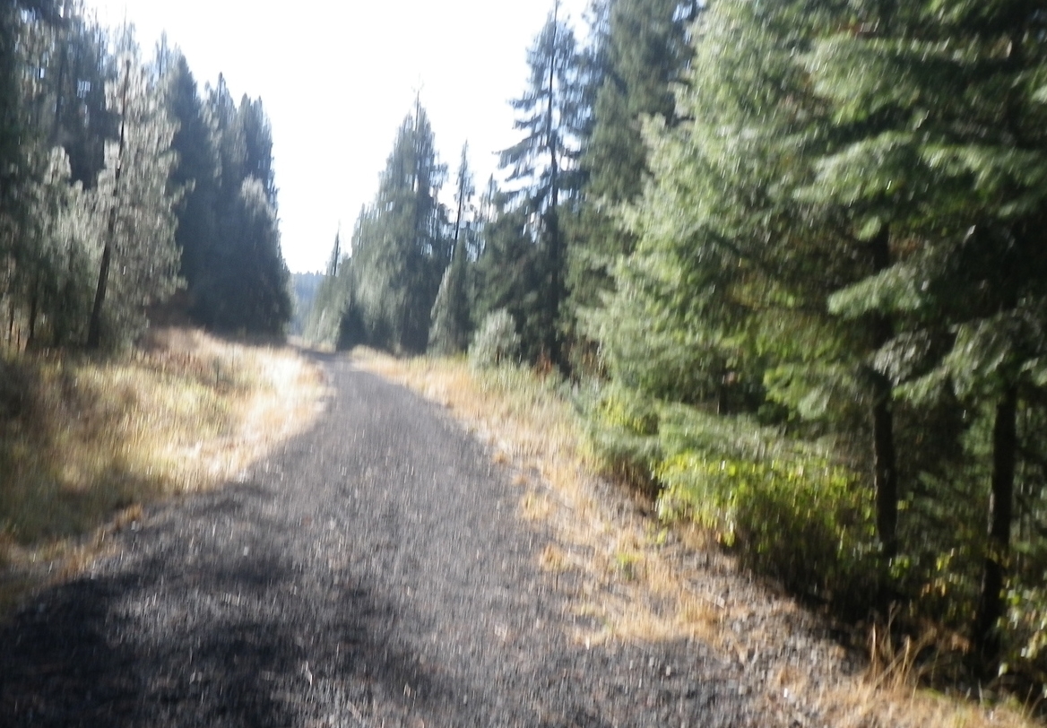 Early part of the trail, just past the gate at the trailhead.