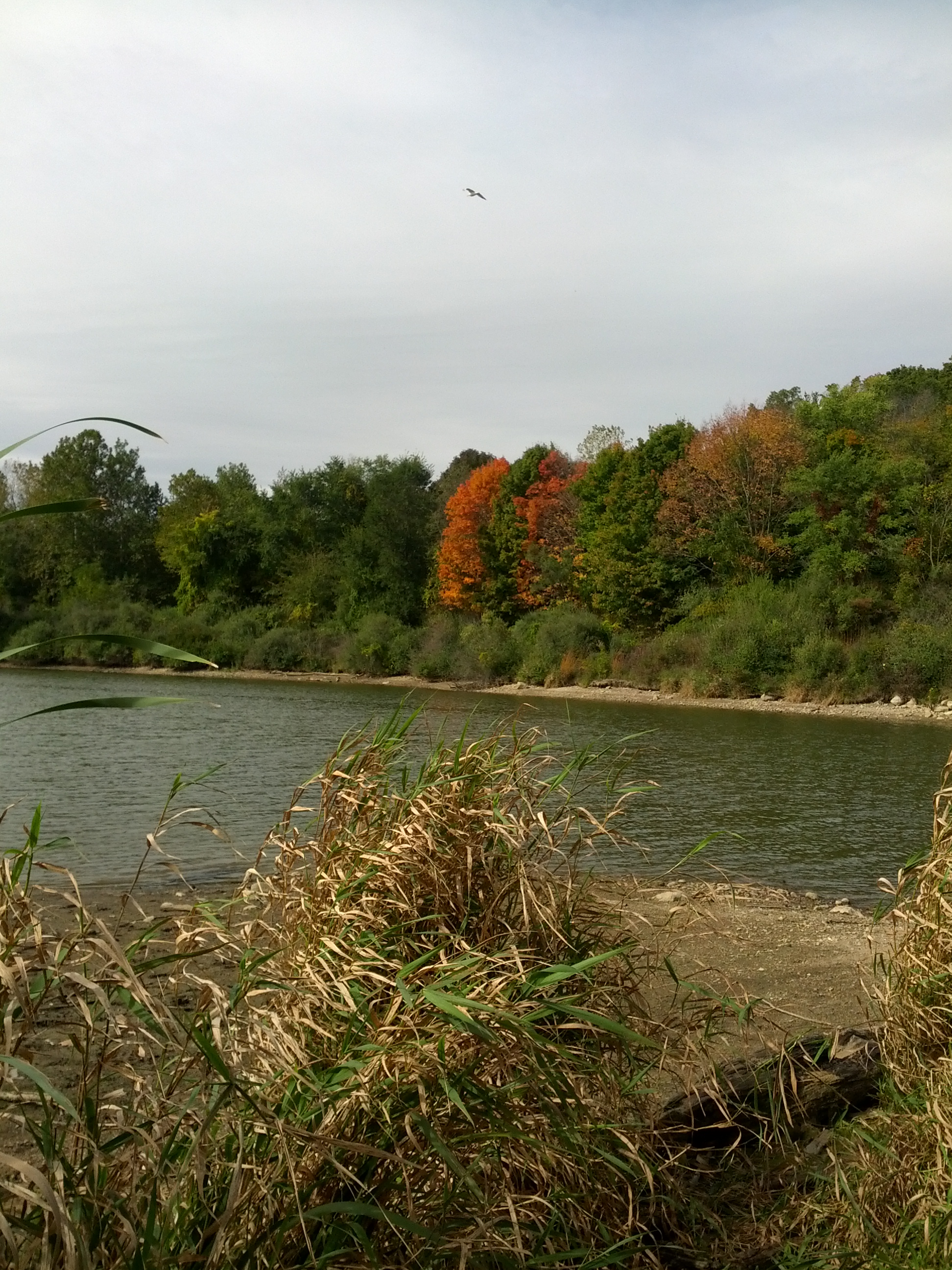 There is a causeway that leads out to a bird sanctuary. Photographers set up cameras to take pictures of the wildlife. In the meantime, I watched a pair of cardinals playing in the brush. I think it's been twenty years or more since I've seen cardinals. 