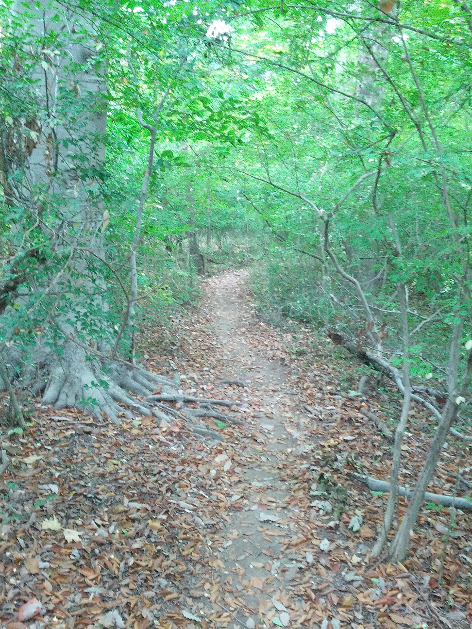 I have a knack for finding single track. Usually, it happens by accident and involves missing turns. I call this creative navigation. Others call it getting lost. Either way, it's Bonus! miles. 