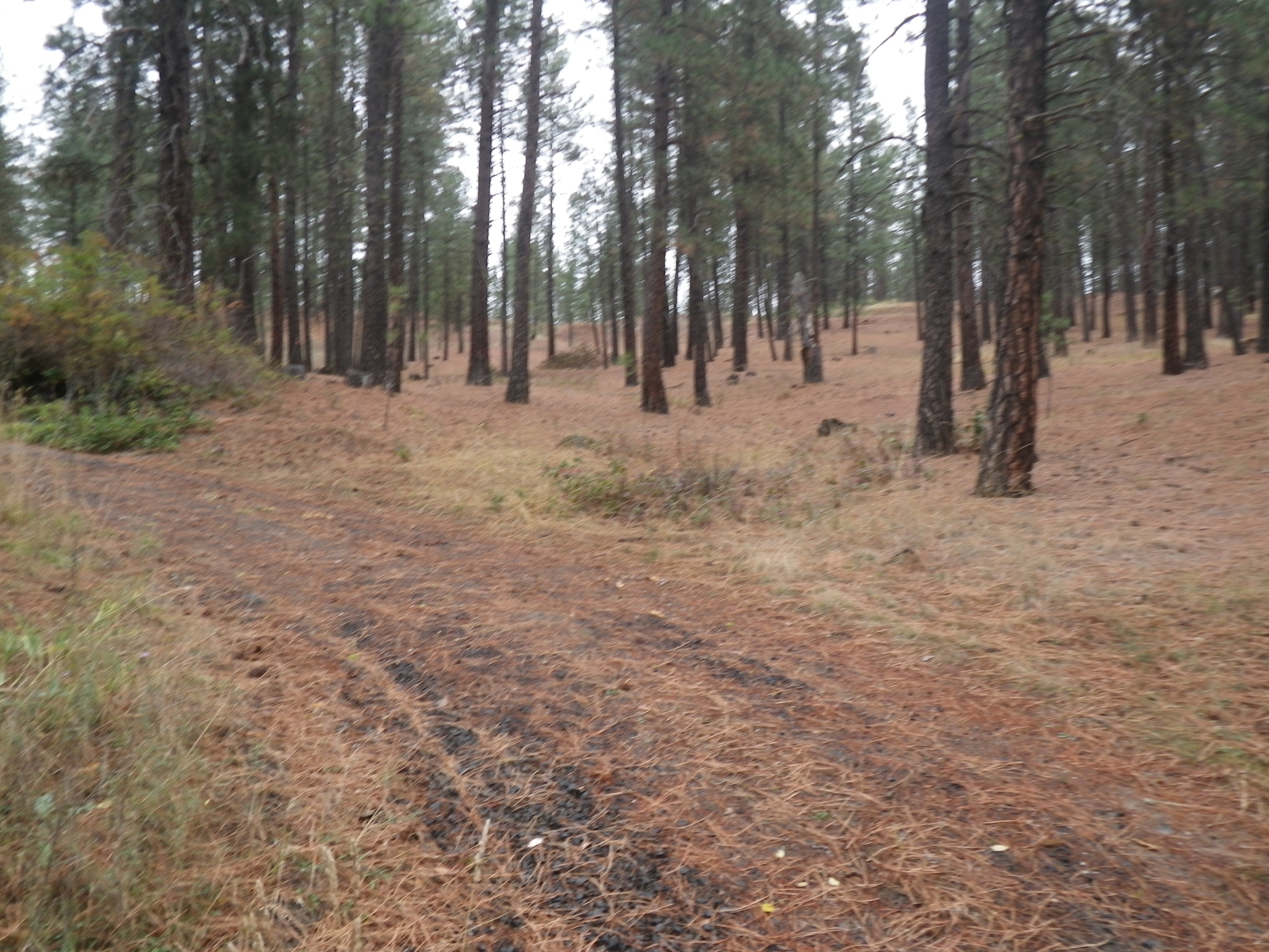 Ended up doing a bushwhacked across the open ground. Yes, bonus miles were involved. Going off trail always puts me into bonus miles. Found a deer trail that finished in a pretty little clearing. The deer apparently like it. They left their calling cards.