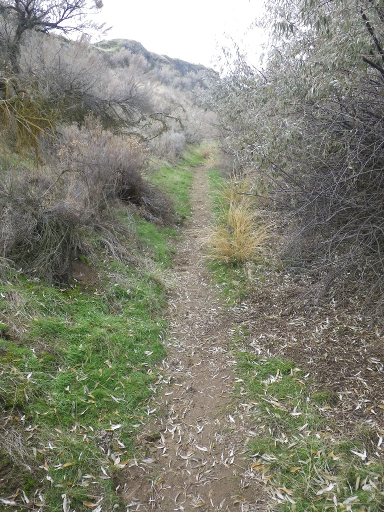 Ducking down towards the river puts you on a narrow trail surrounded by scrub. 