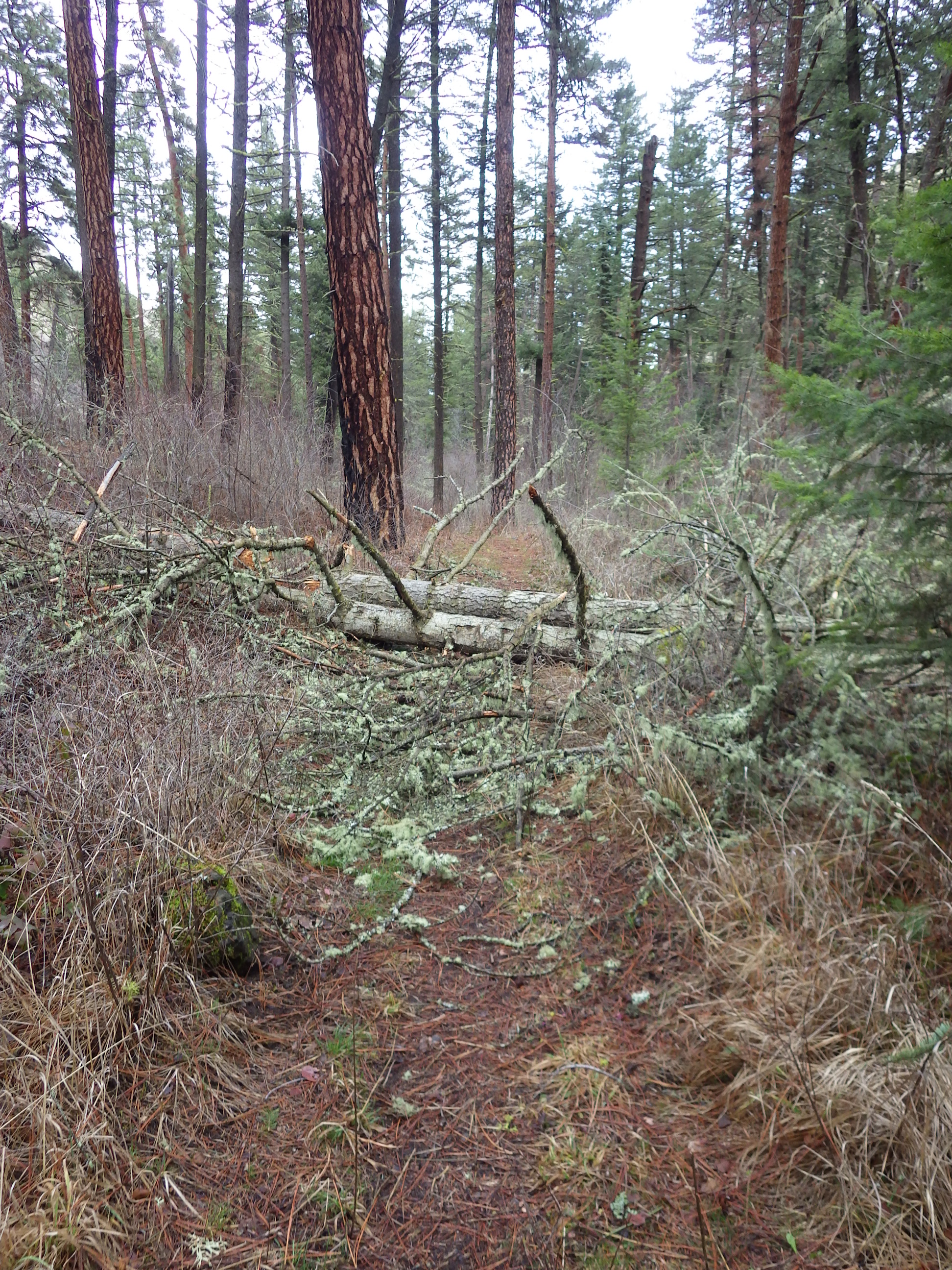 Trail hurdle. Lots of deadfall up-trail