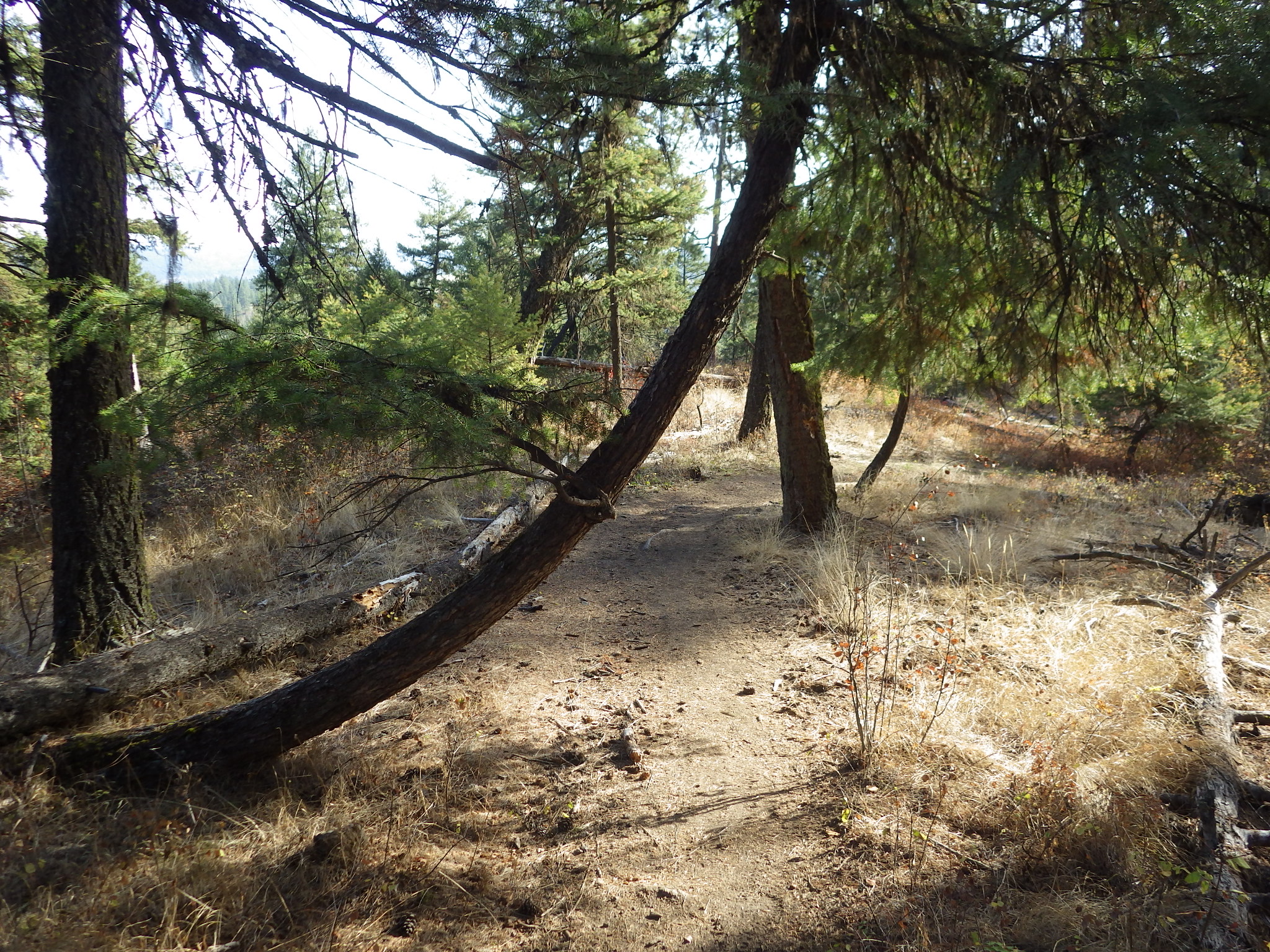 Mother Nature's way of taking out over-tall, and inattentive, runners.