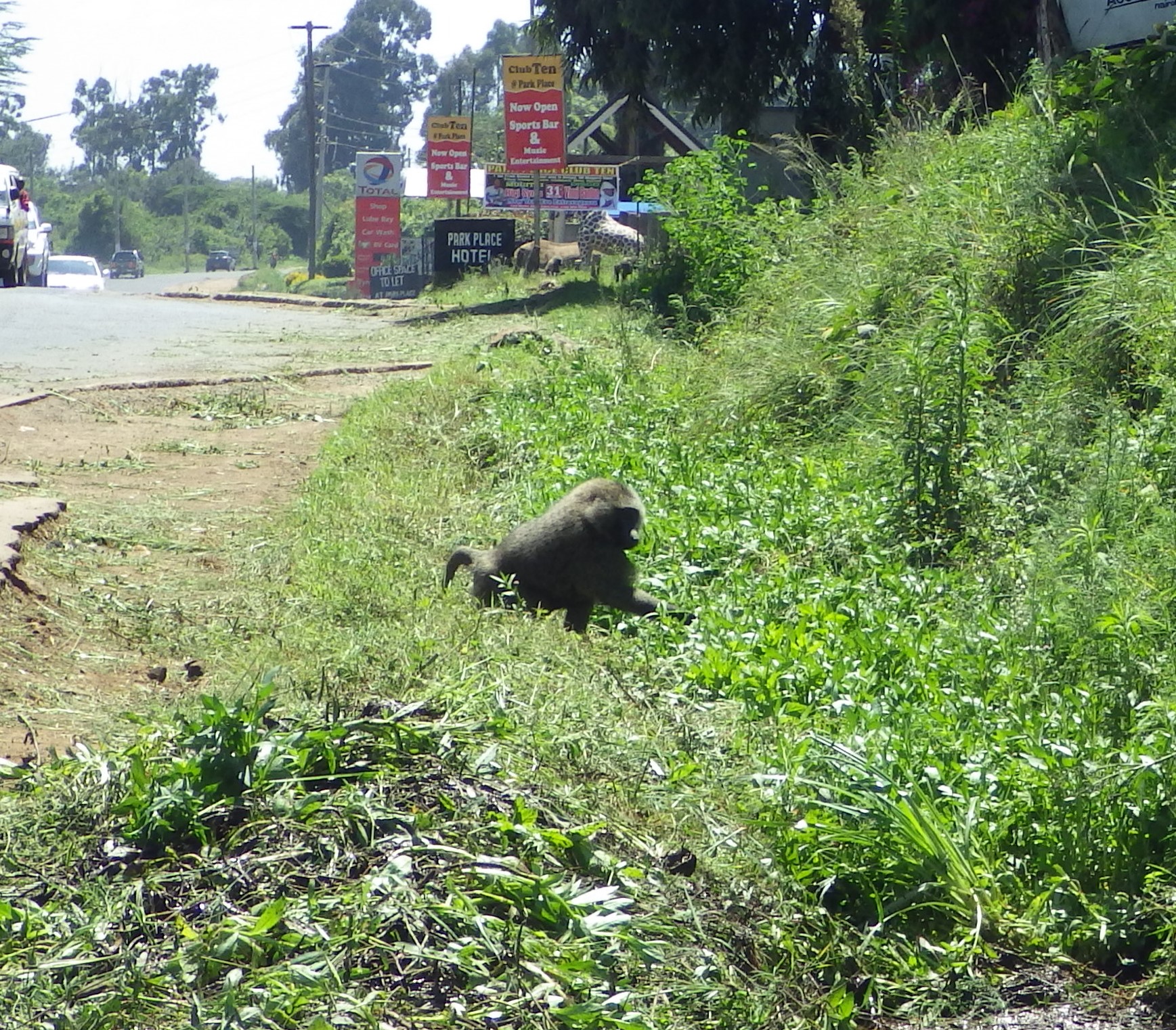 I figured this male baboon did not want me intruding so I yielded right of way.