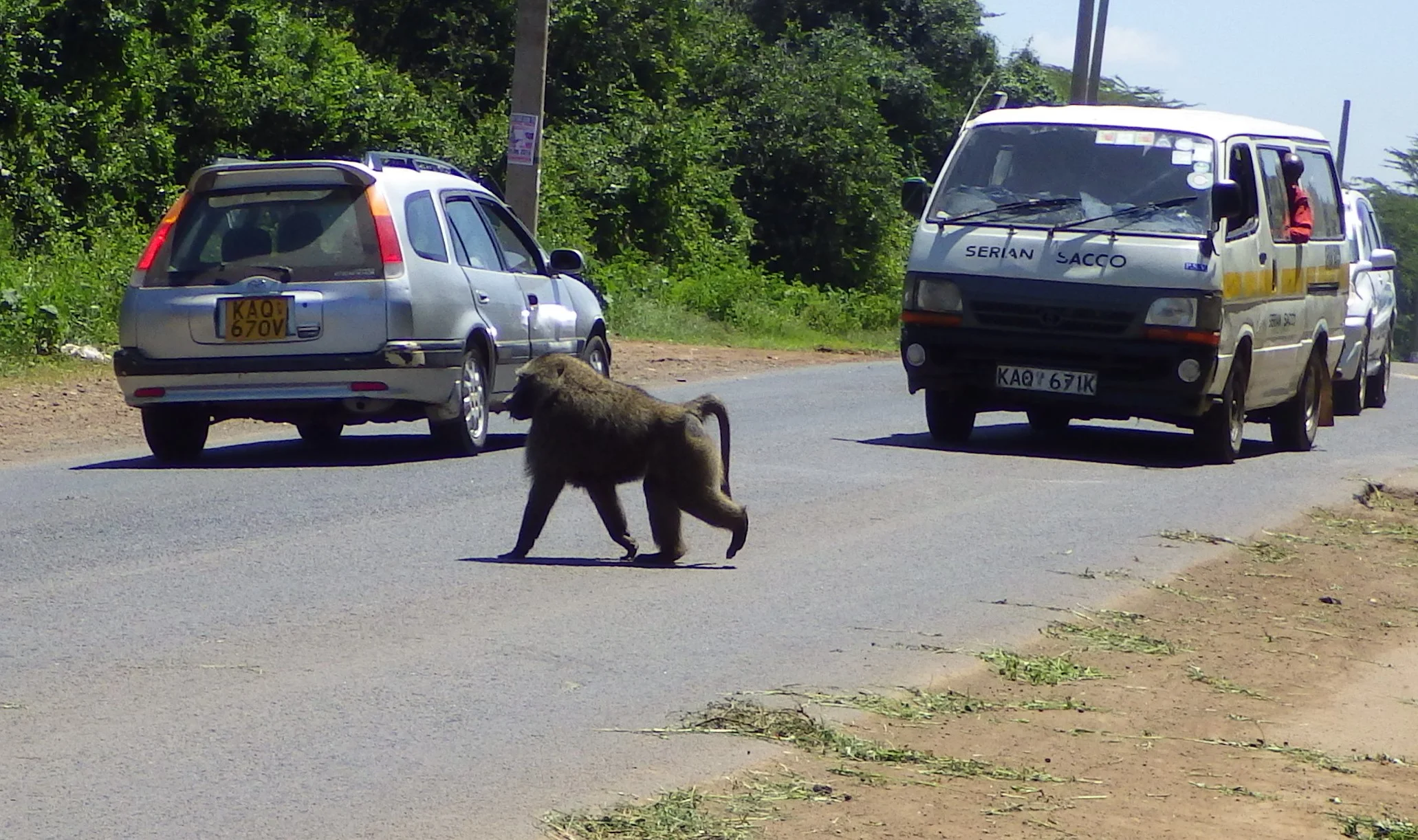 I was right - he expected cars to give way, too. I didn't get a picture but a young female with a baby on her back just missed getting hit as she jaywalked at high speed across this highway.