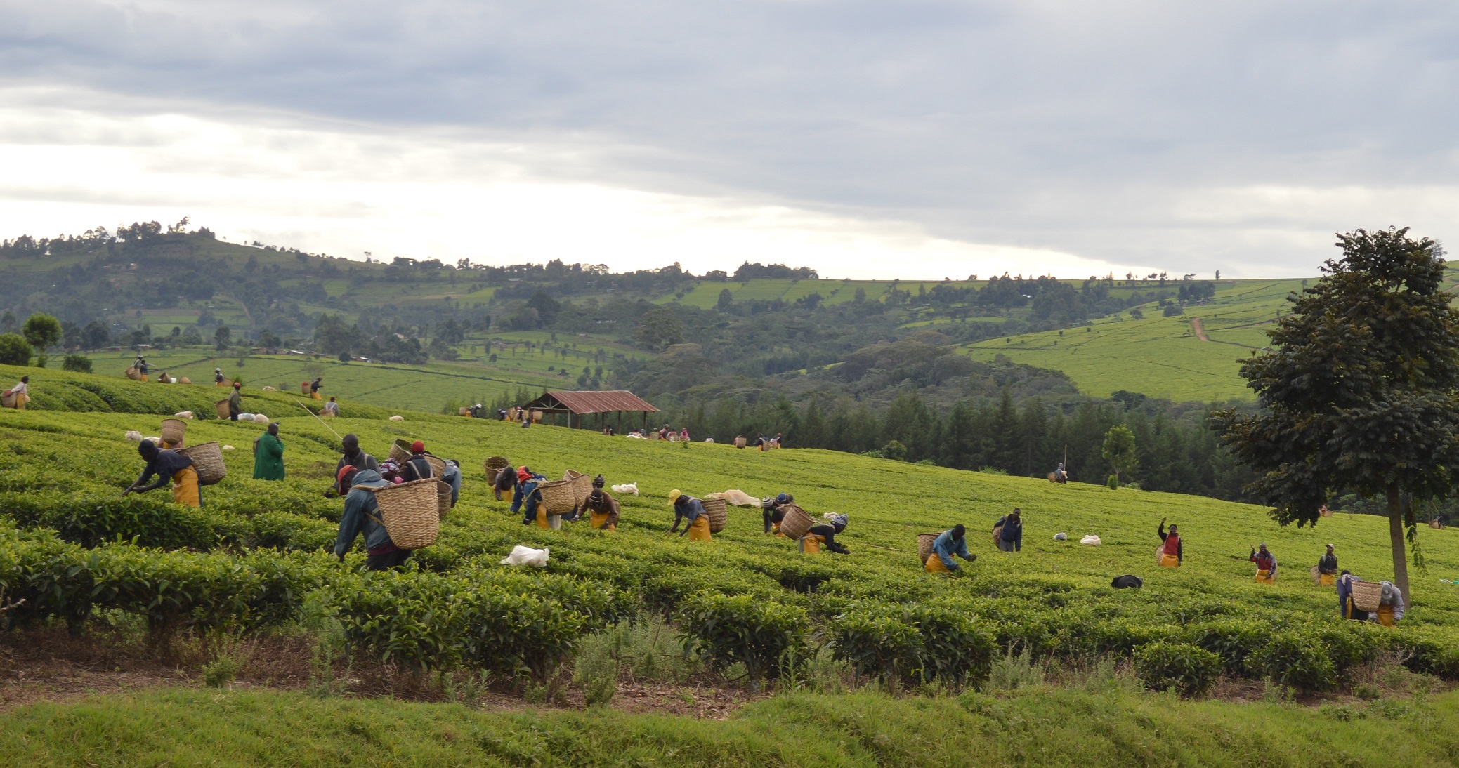 Workers picking tea.