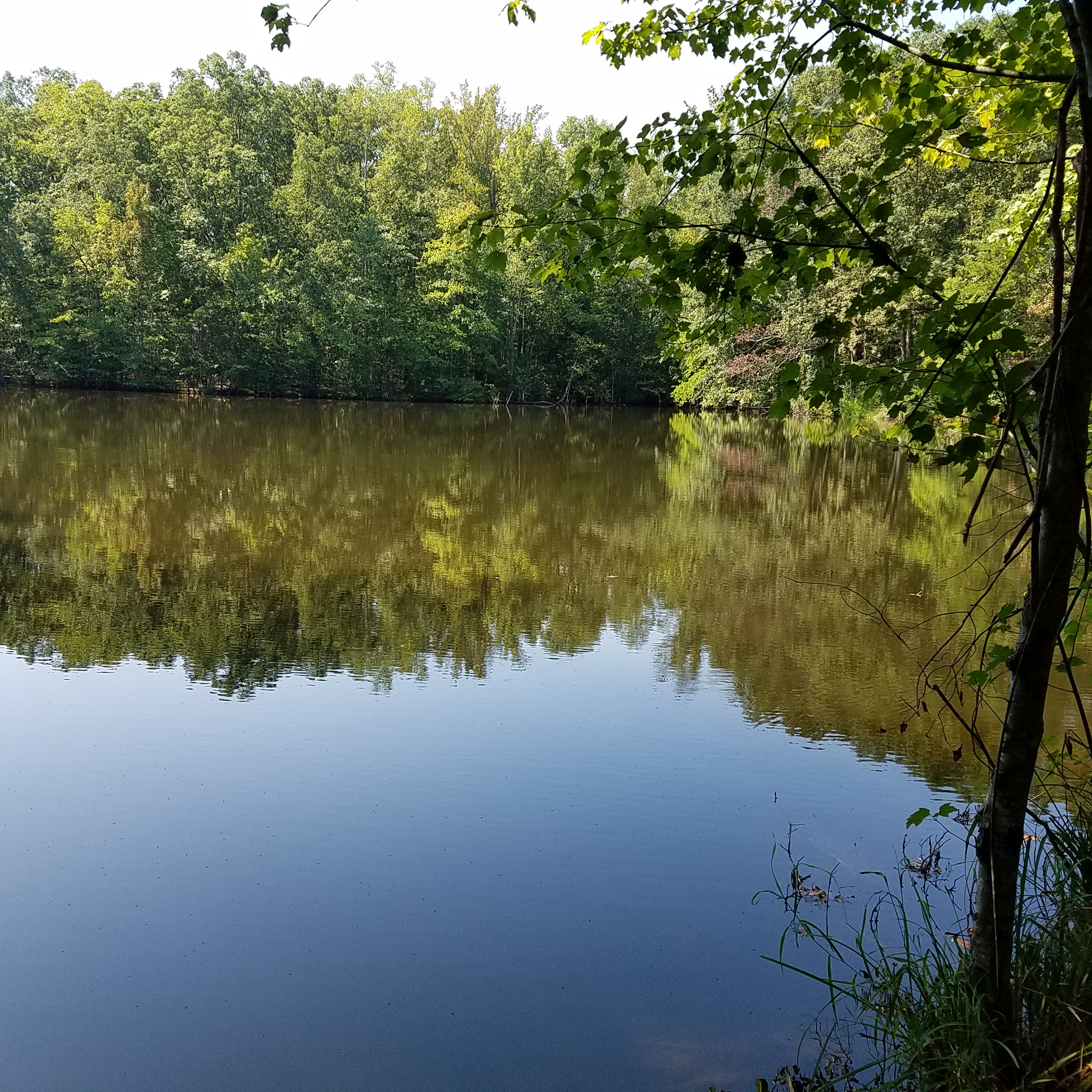 Saw a big heron. Too slow to get the picture. I keep stumbling on pretty places like this. Life is good.