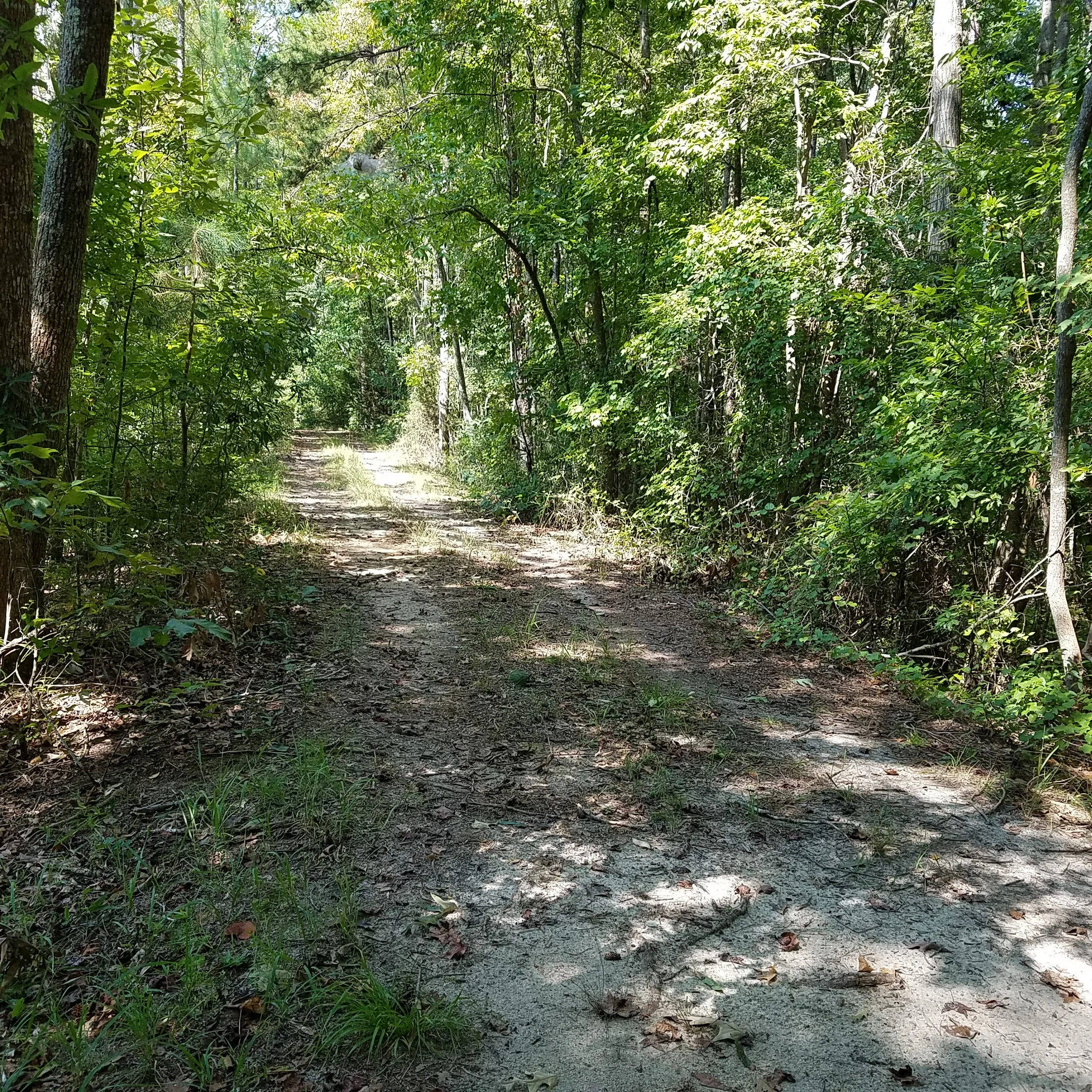 About here is when I remembered the East Coast has a lot of poison ivy.