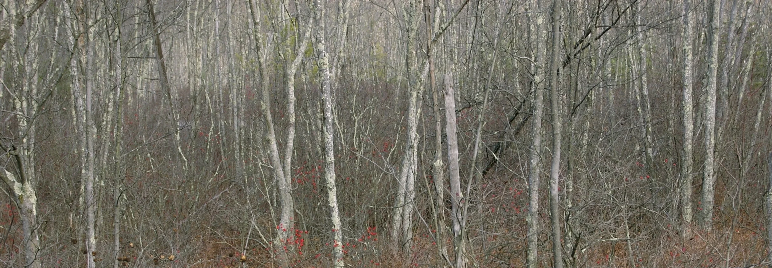 DSC_0300_2.jpg