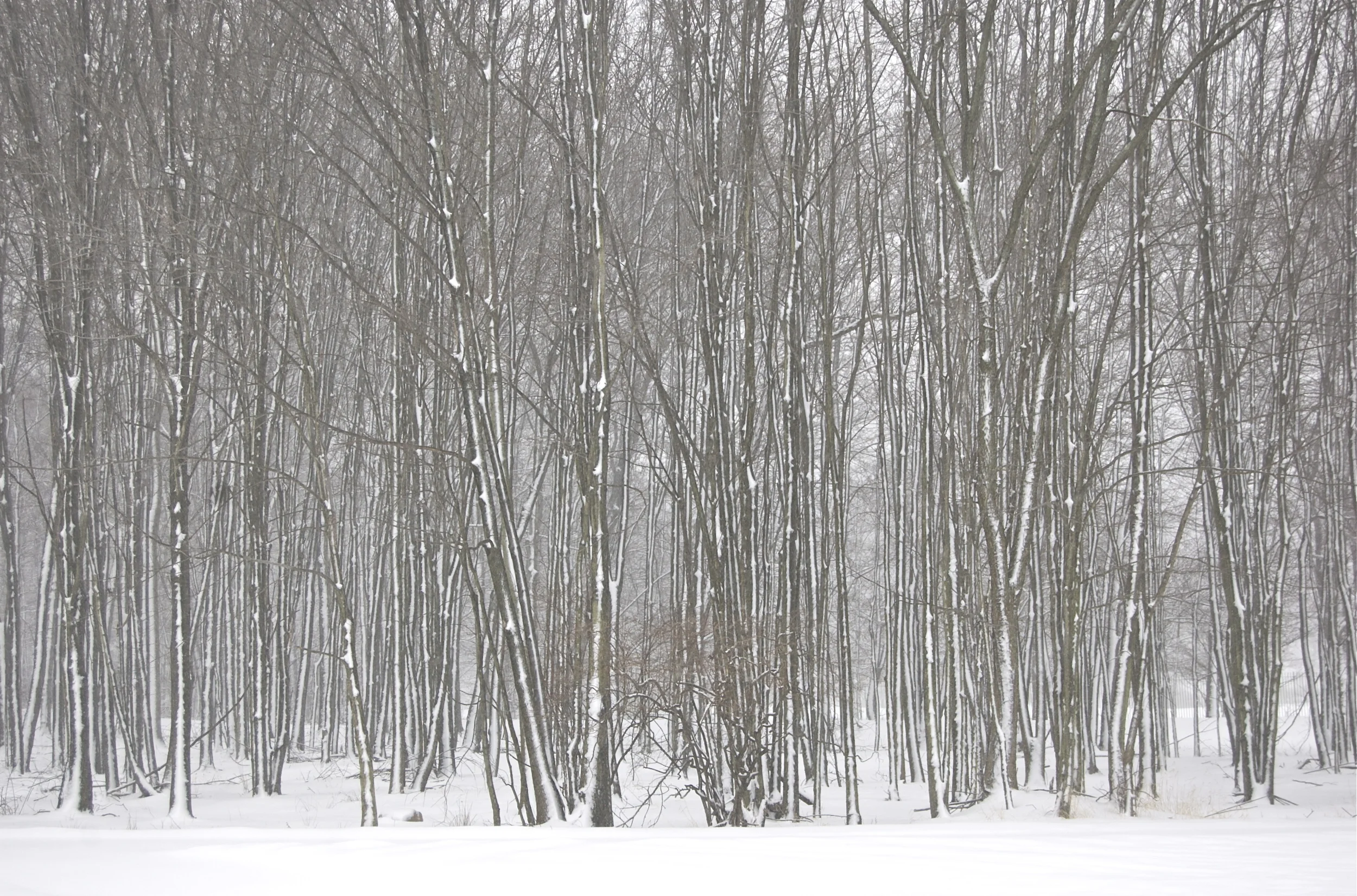 Winter Storm.jpg