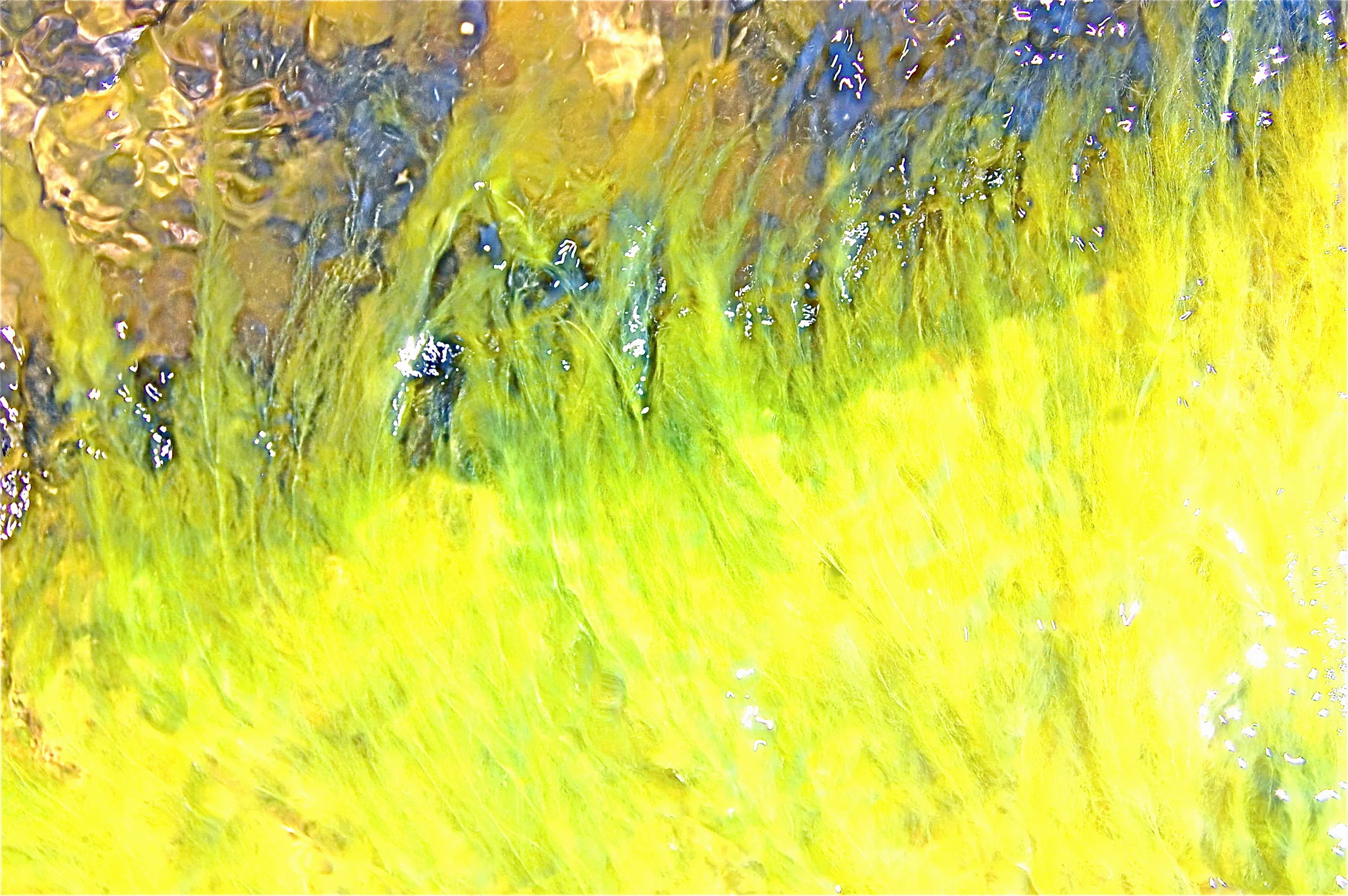 other world flowers.JPG