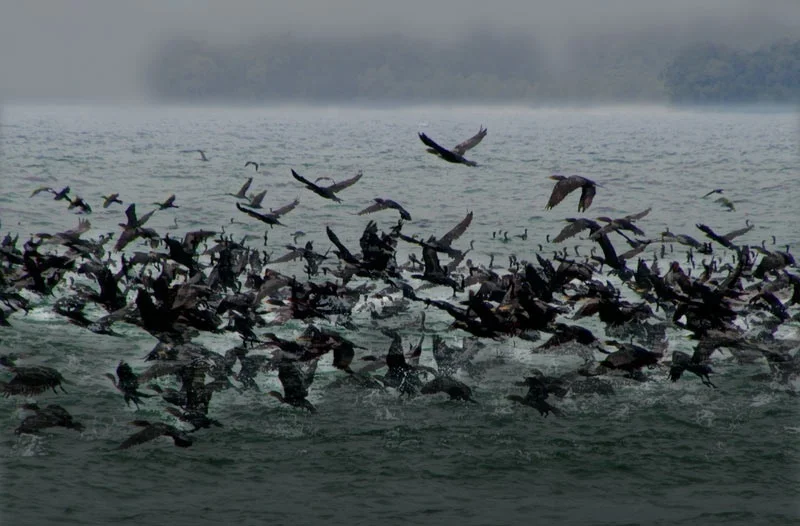 cormorants6.jpg
