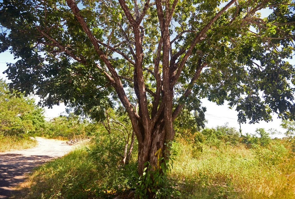 A cocobolo tree sits along the edge of Guanacaste National Park in Costa Rica’s northwest.