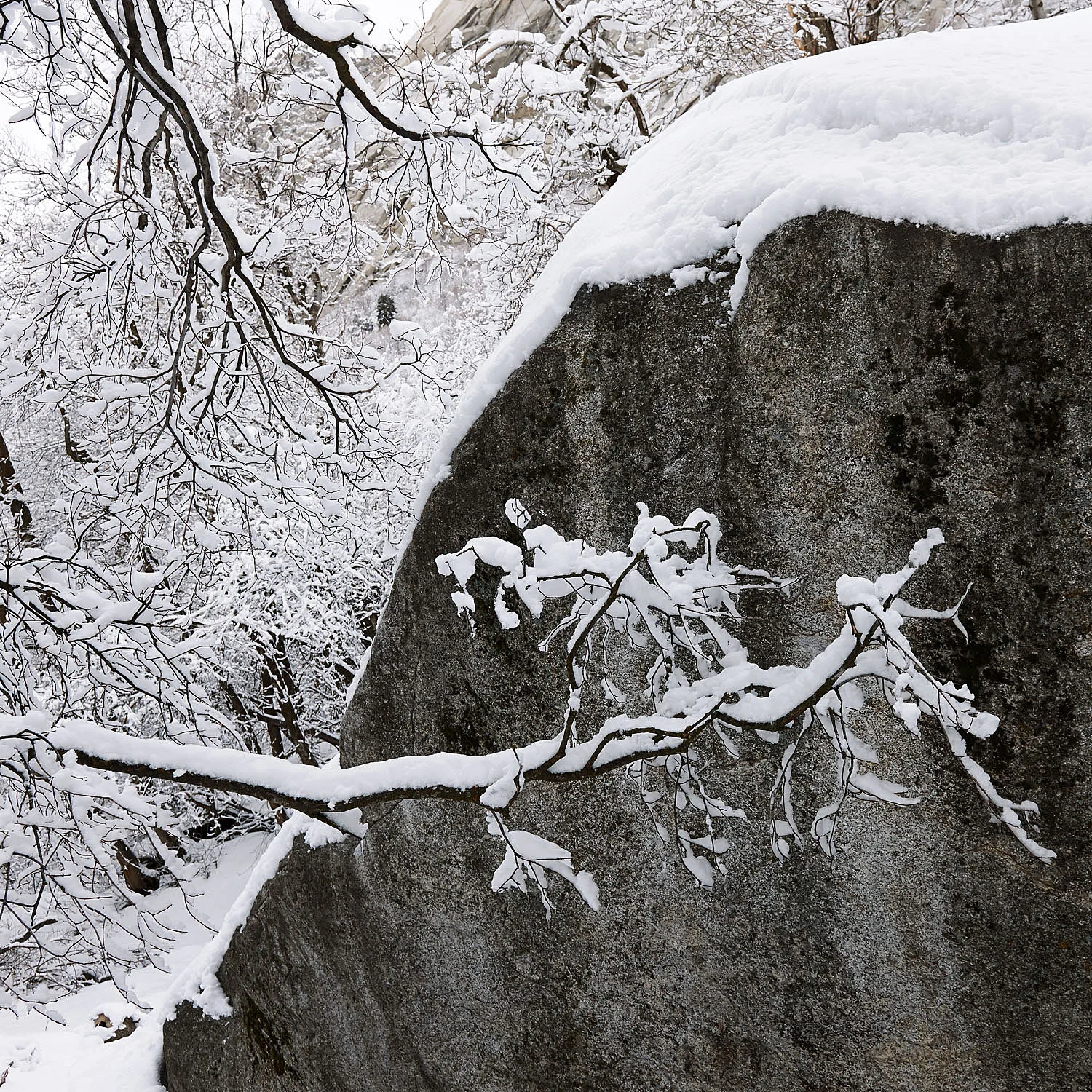 01 snow branch bouldersized.jpg