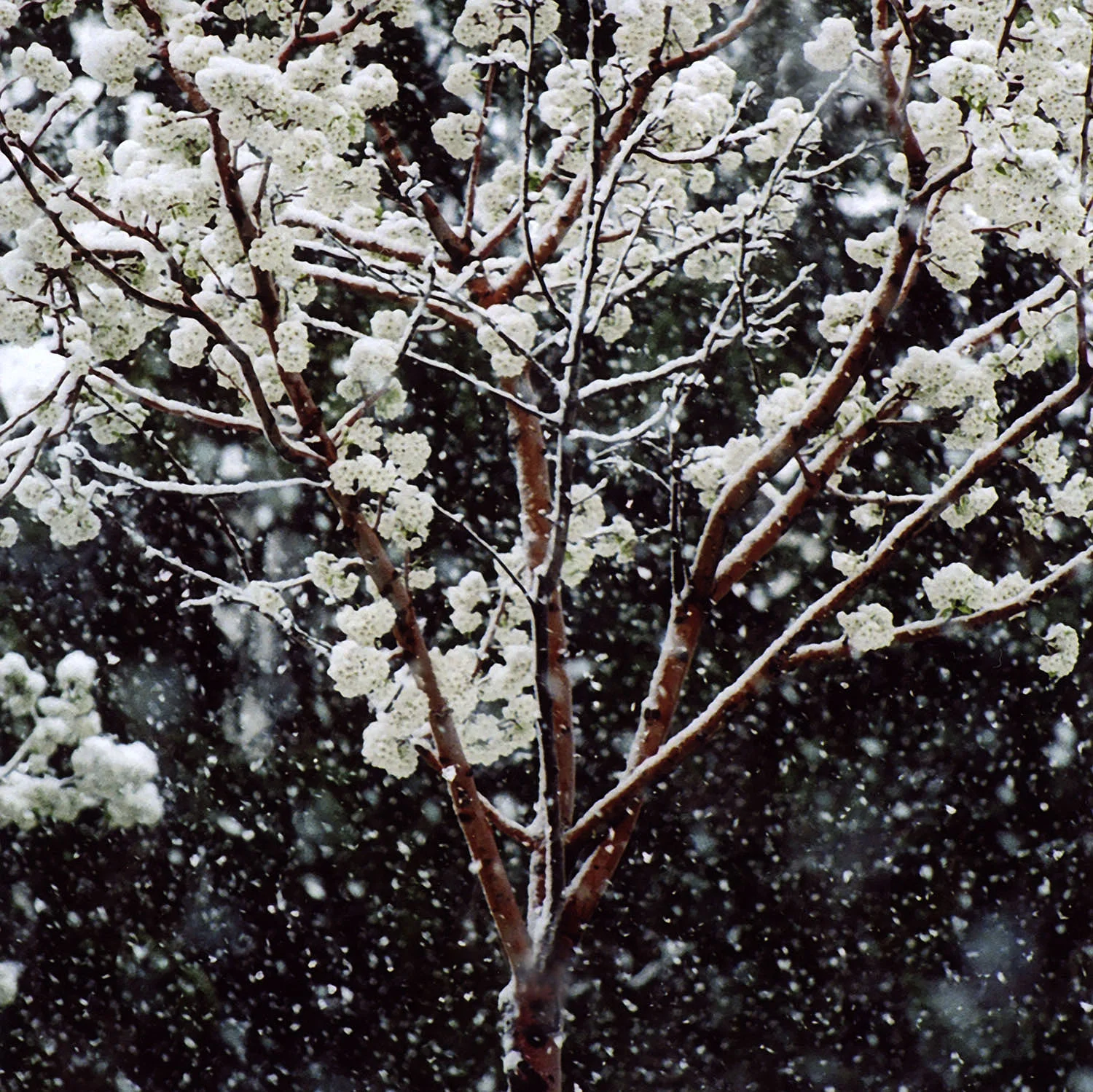 03 blossomsinsnow squarsized.jpg
