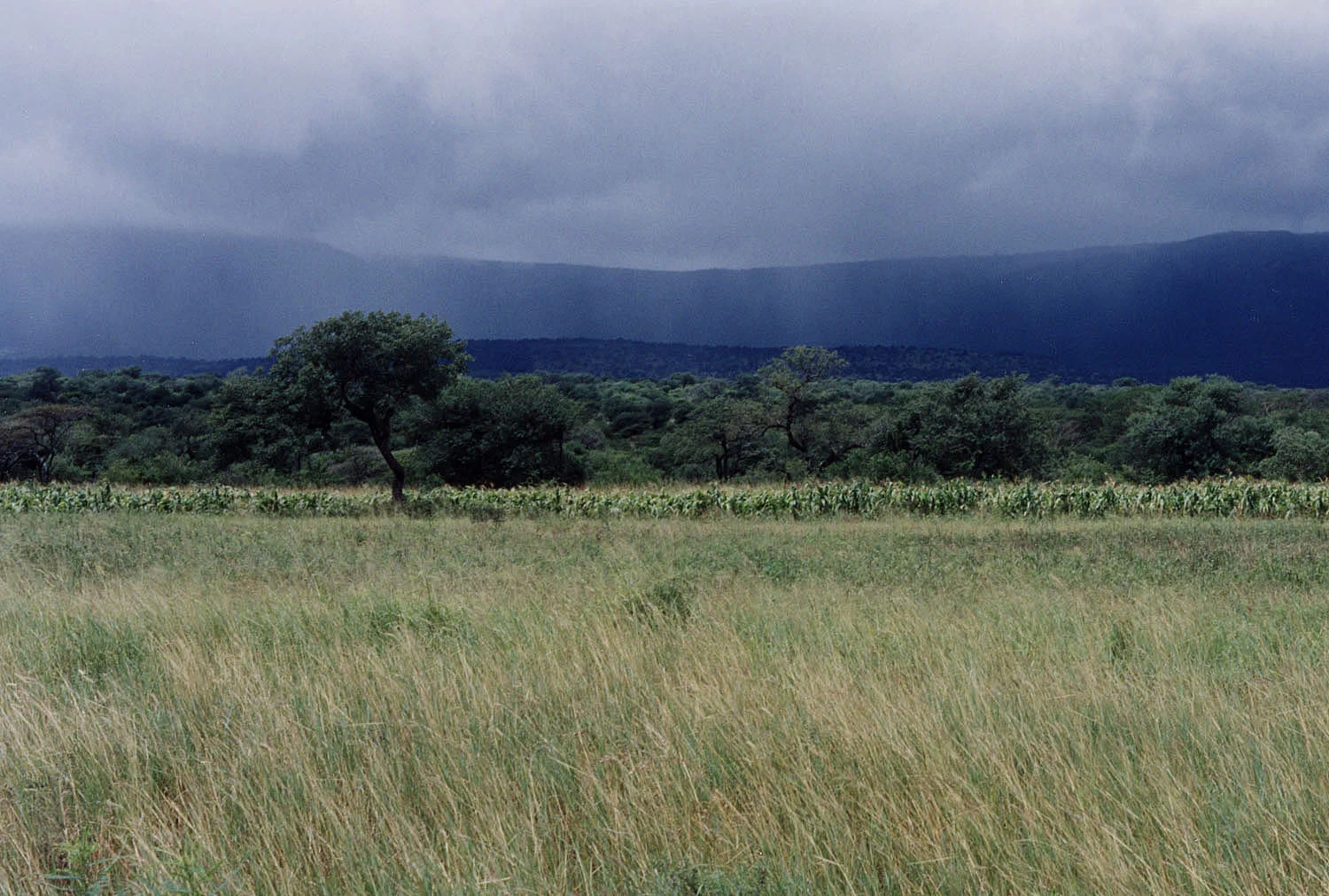 04 rainswaziland 2 rotate cropsized.jpg