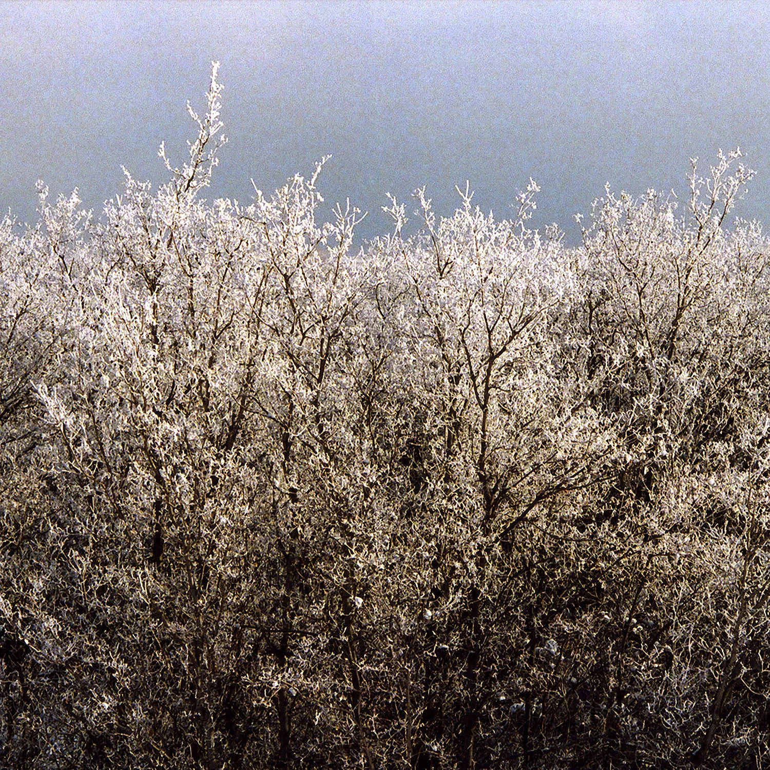 02 hoar frost finalsized.jpg