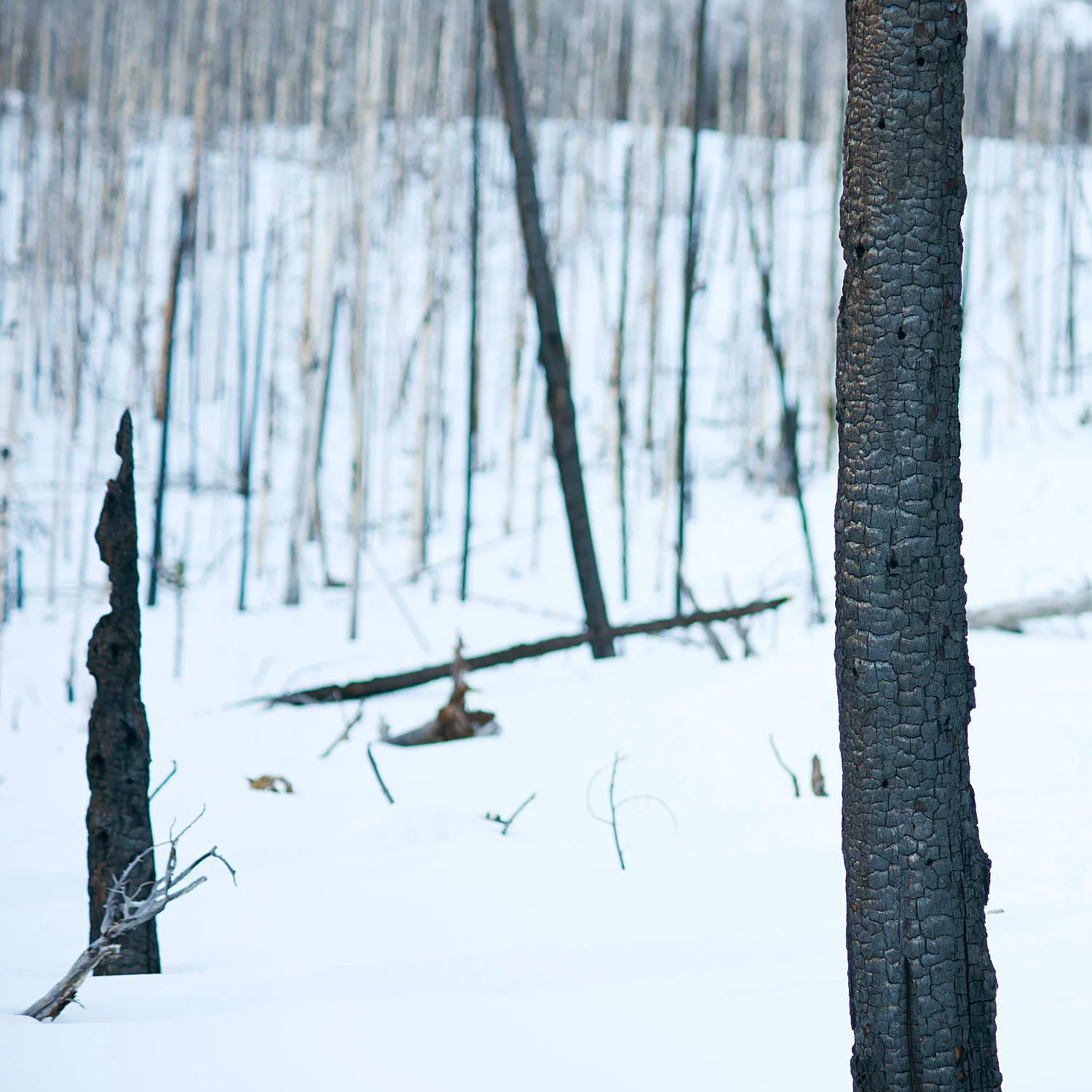 09 burnt wood shop squaresized.jpg