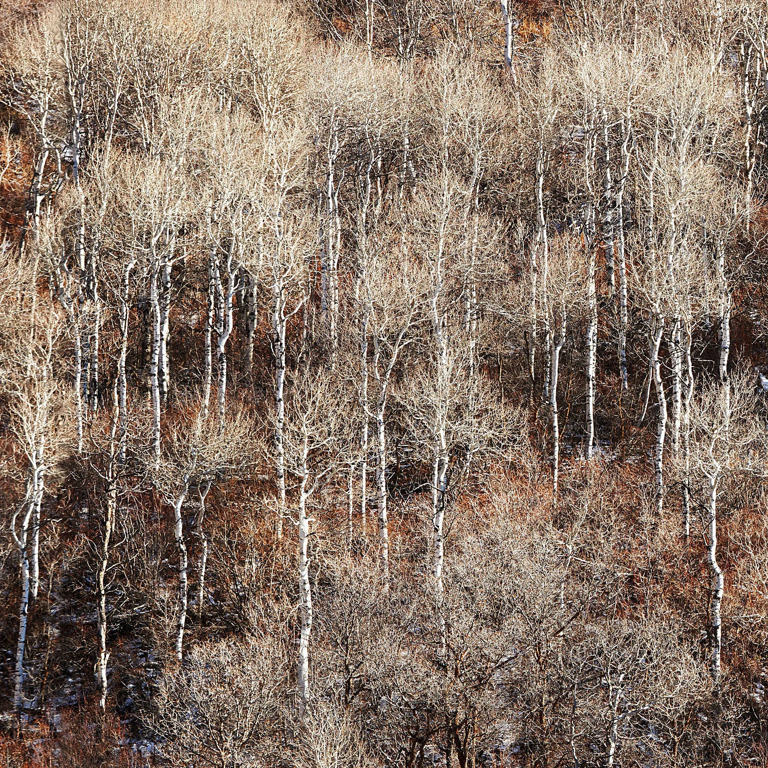 10 aspen wallpapercropsquare.jpg
