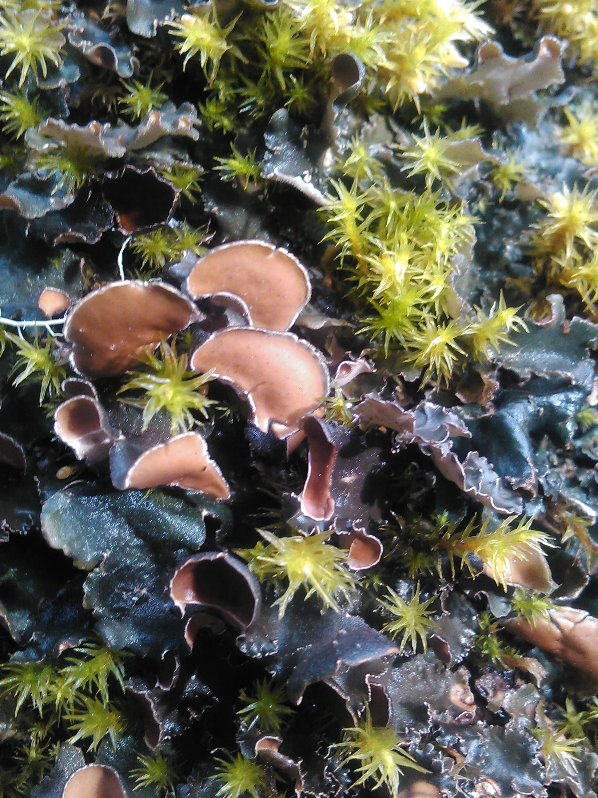 Forest Lichen