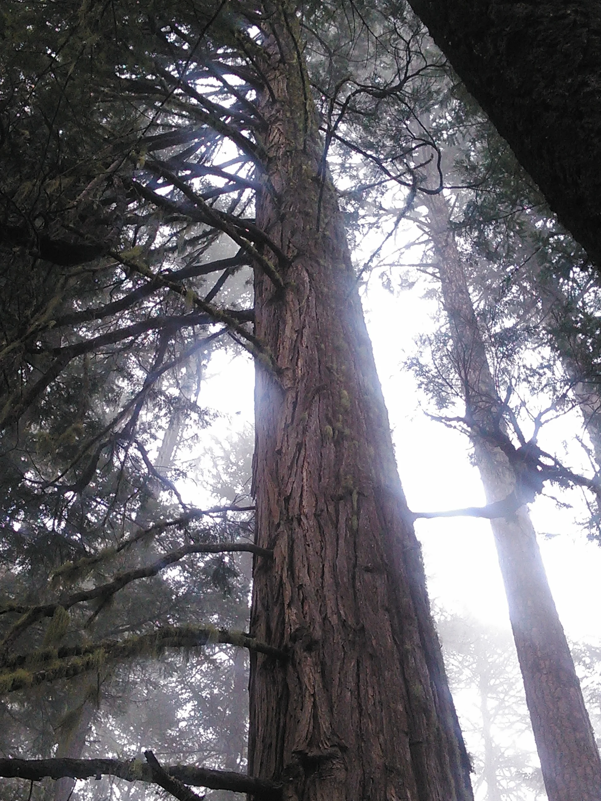 forest big trees.jpg