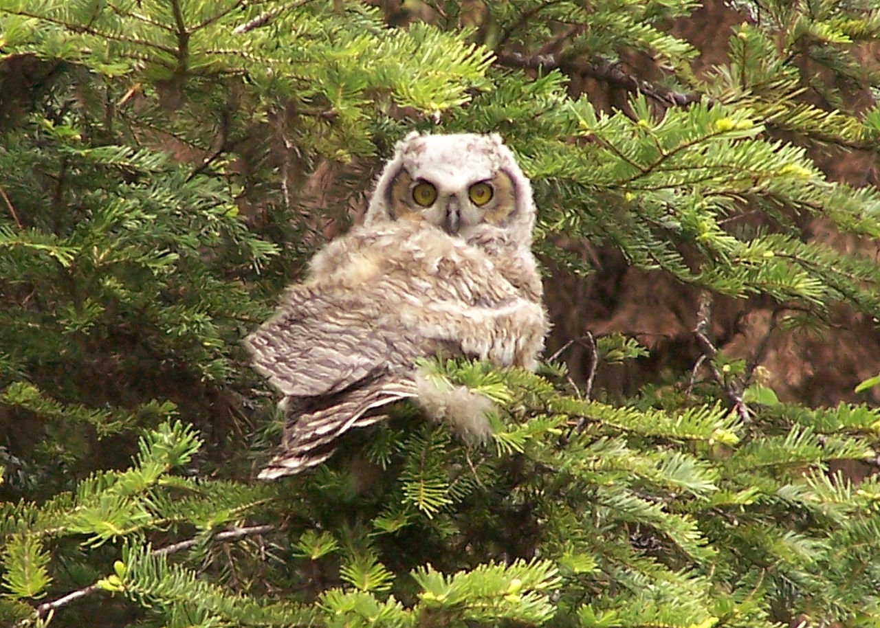 Great Horned Owl