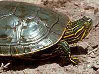 western_painted_turtle_usfw.jpg