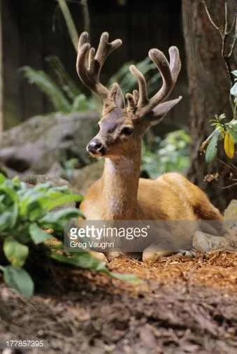 Oregon black tailed deers.jpg