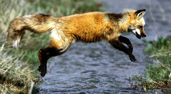 Red Fox.jpg