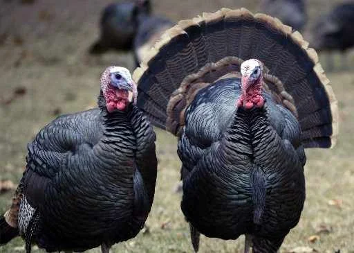 urban-turkeys-duntjpg-5aea1b5150bf72fd.jpg