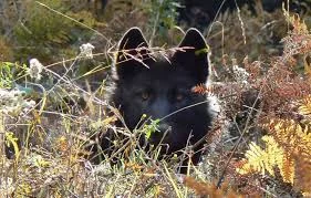 wolf.jpg