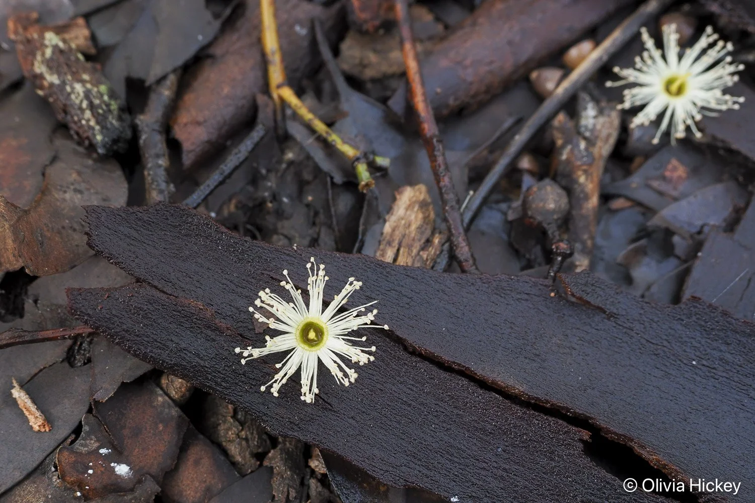 Karri Flower