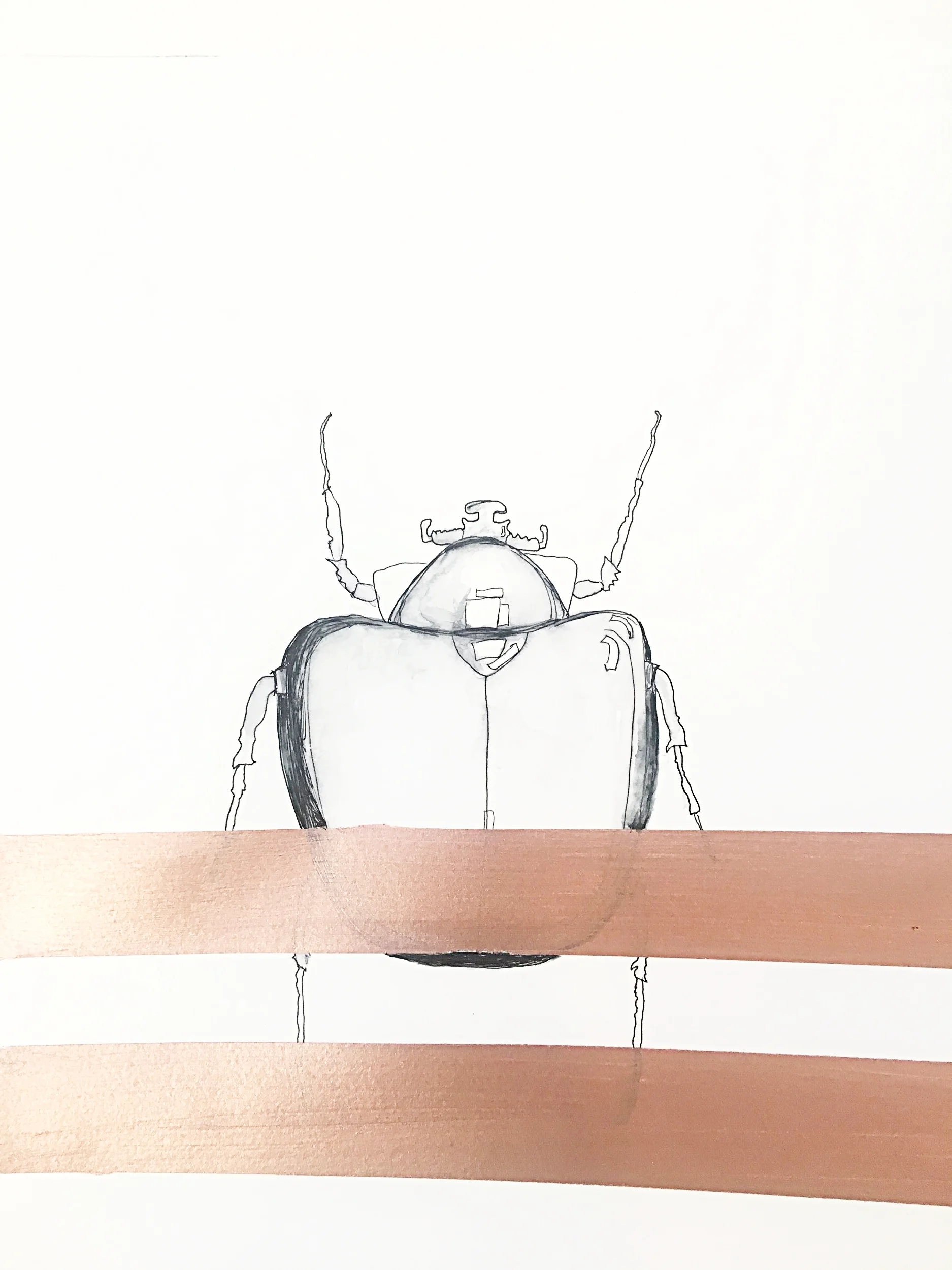 beetle with copper stripes.JPG