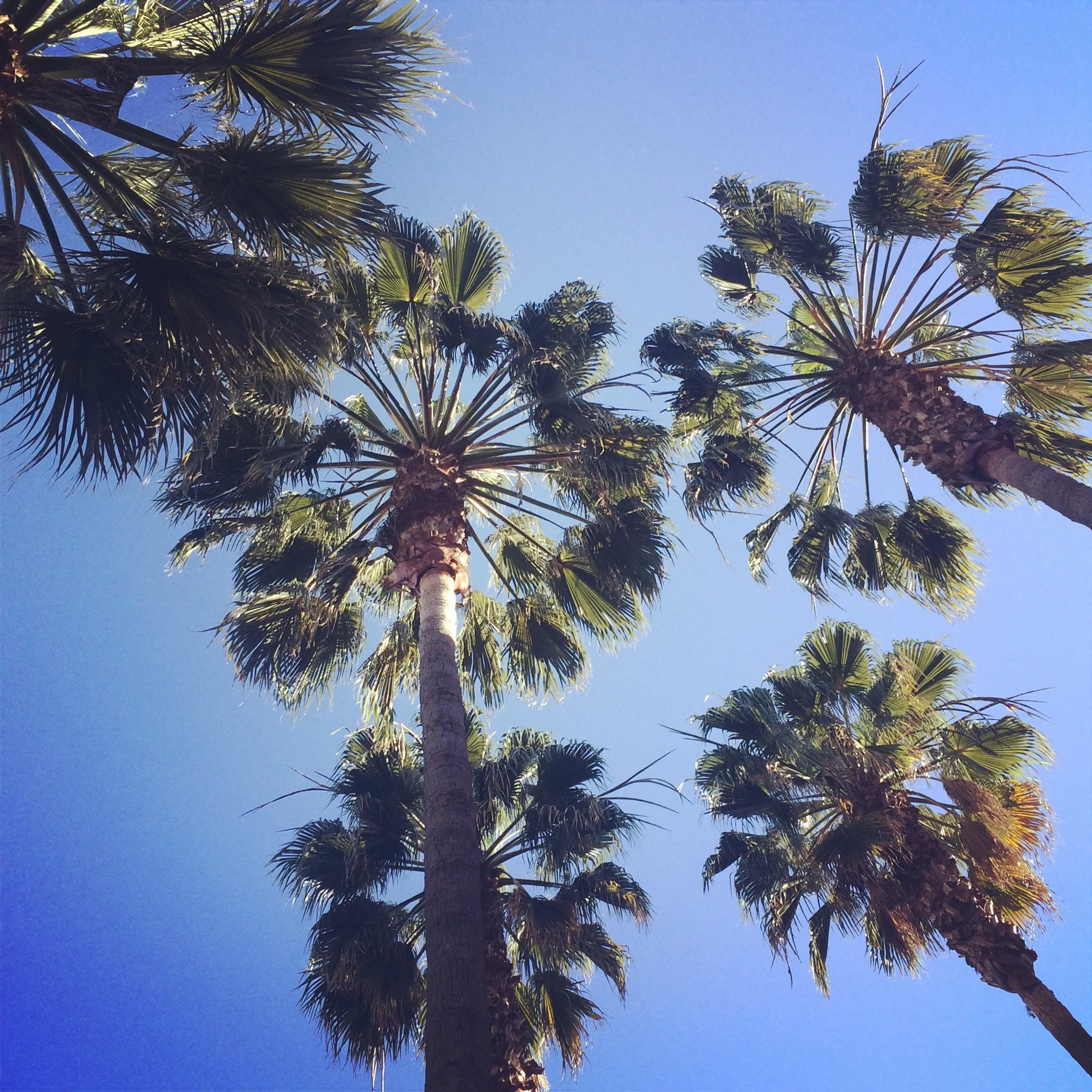 AAAS Conference Presentation