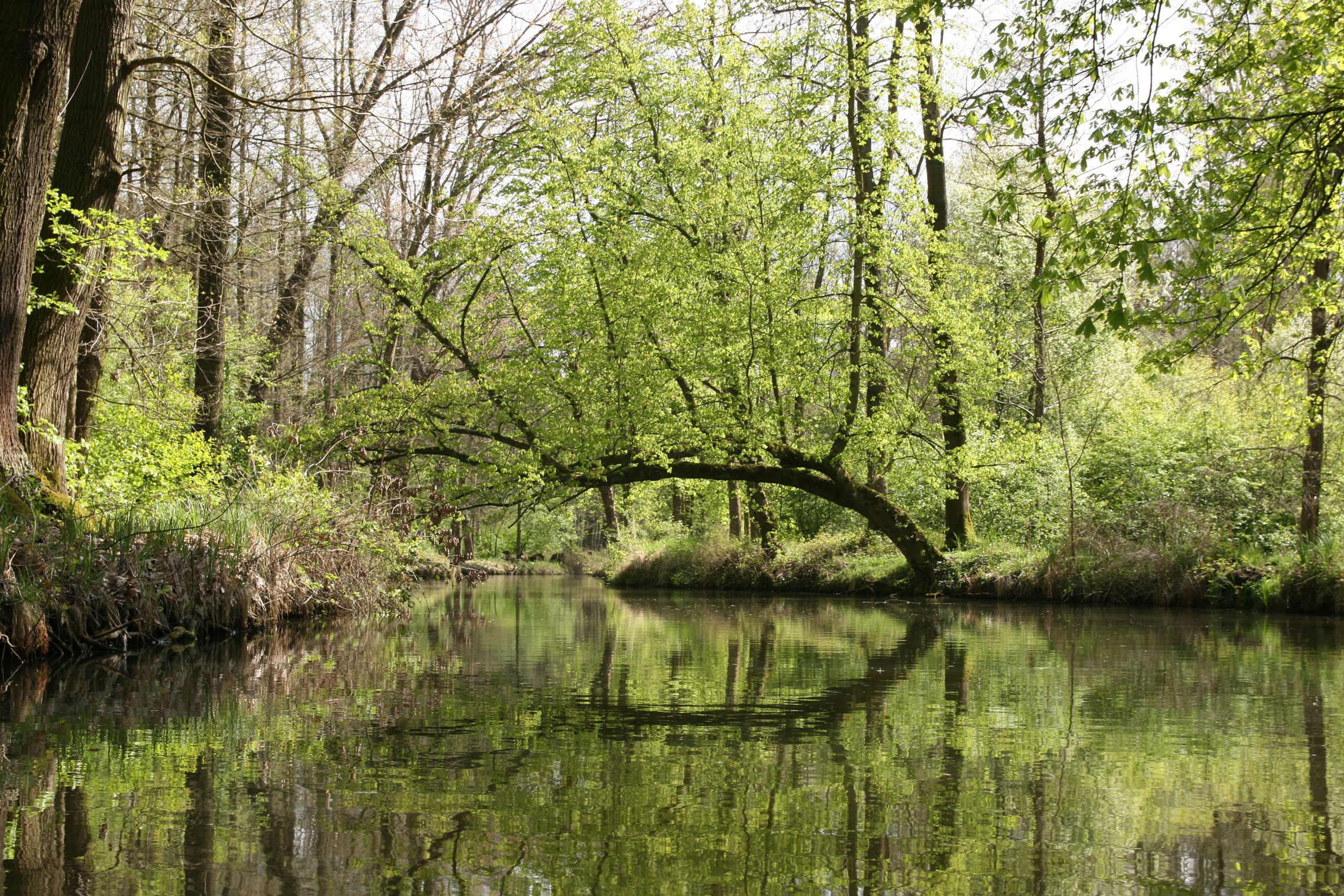 Spreewald-Spring-Paddeln.jpg