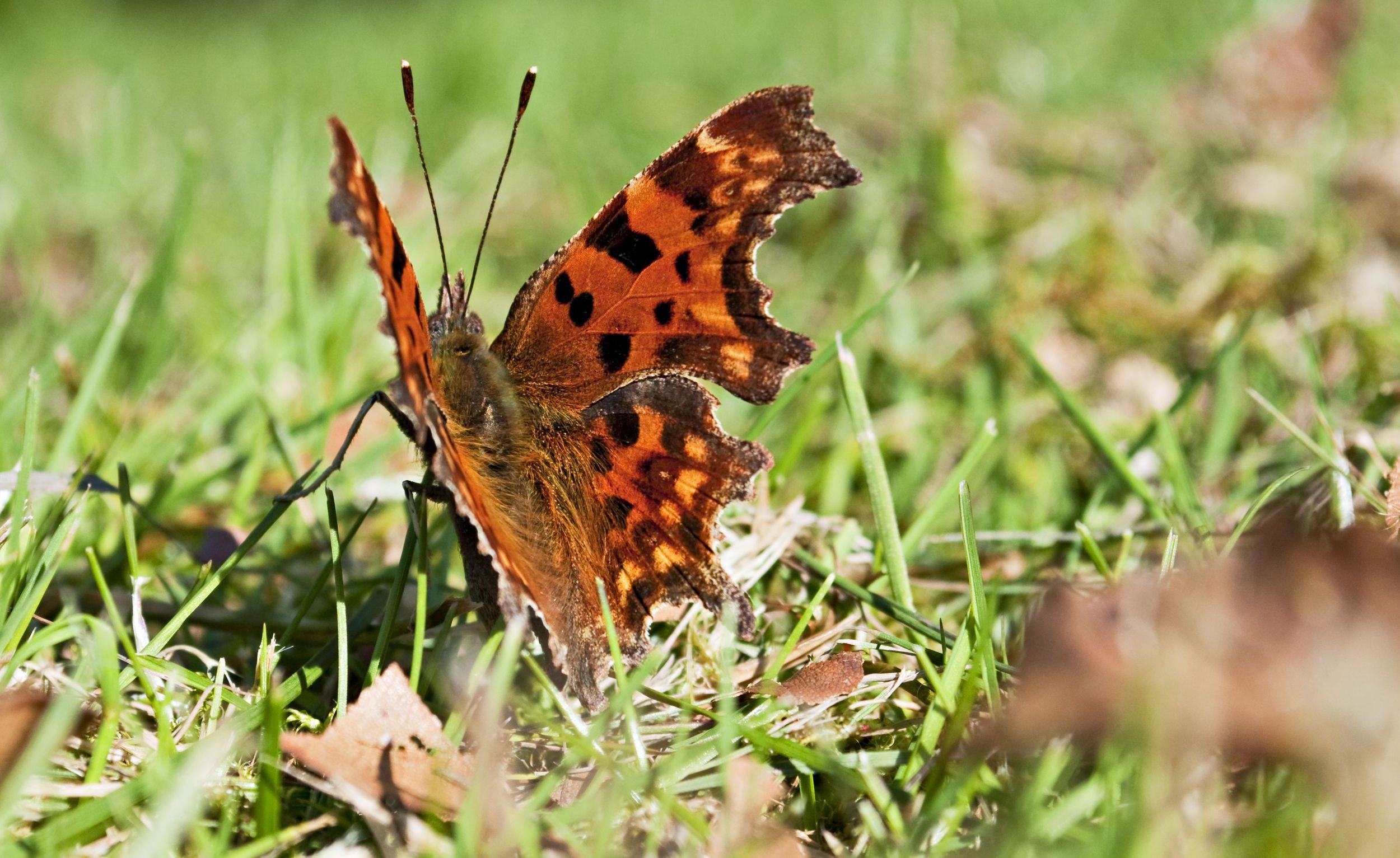 Comma Butterfly