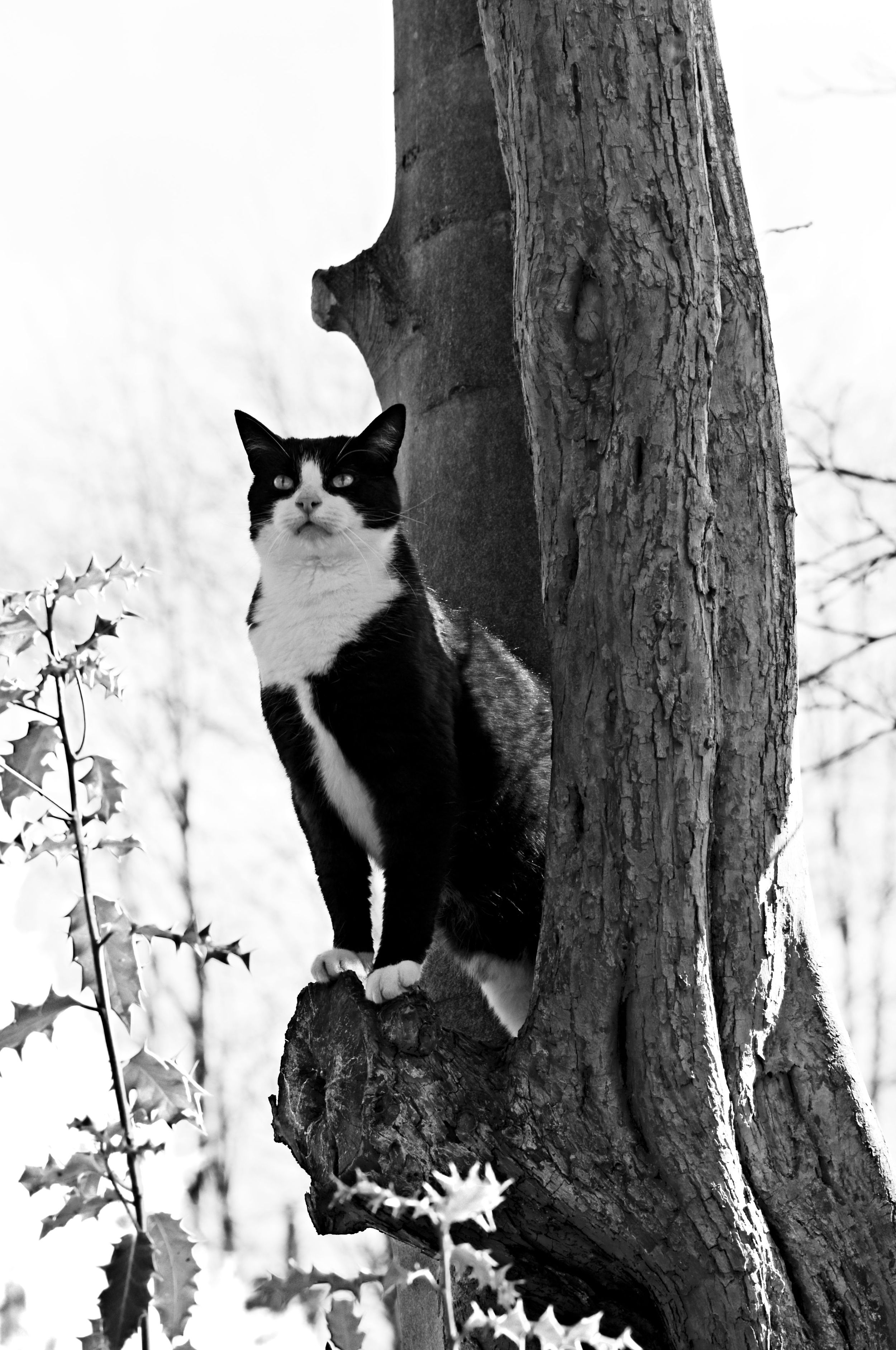 The Look-Out