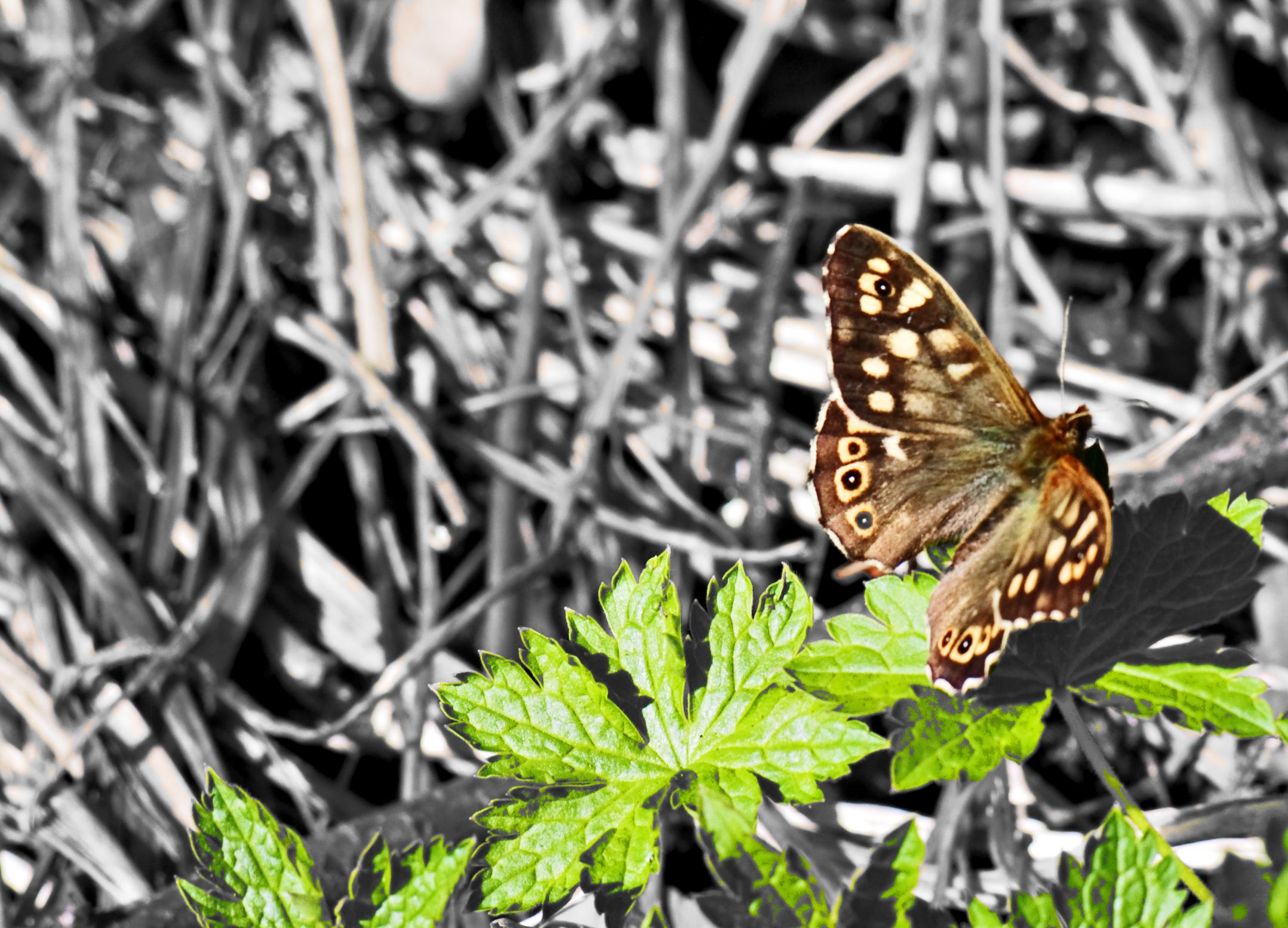 Speckled Wood