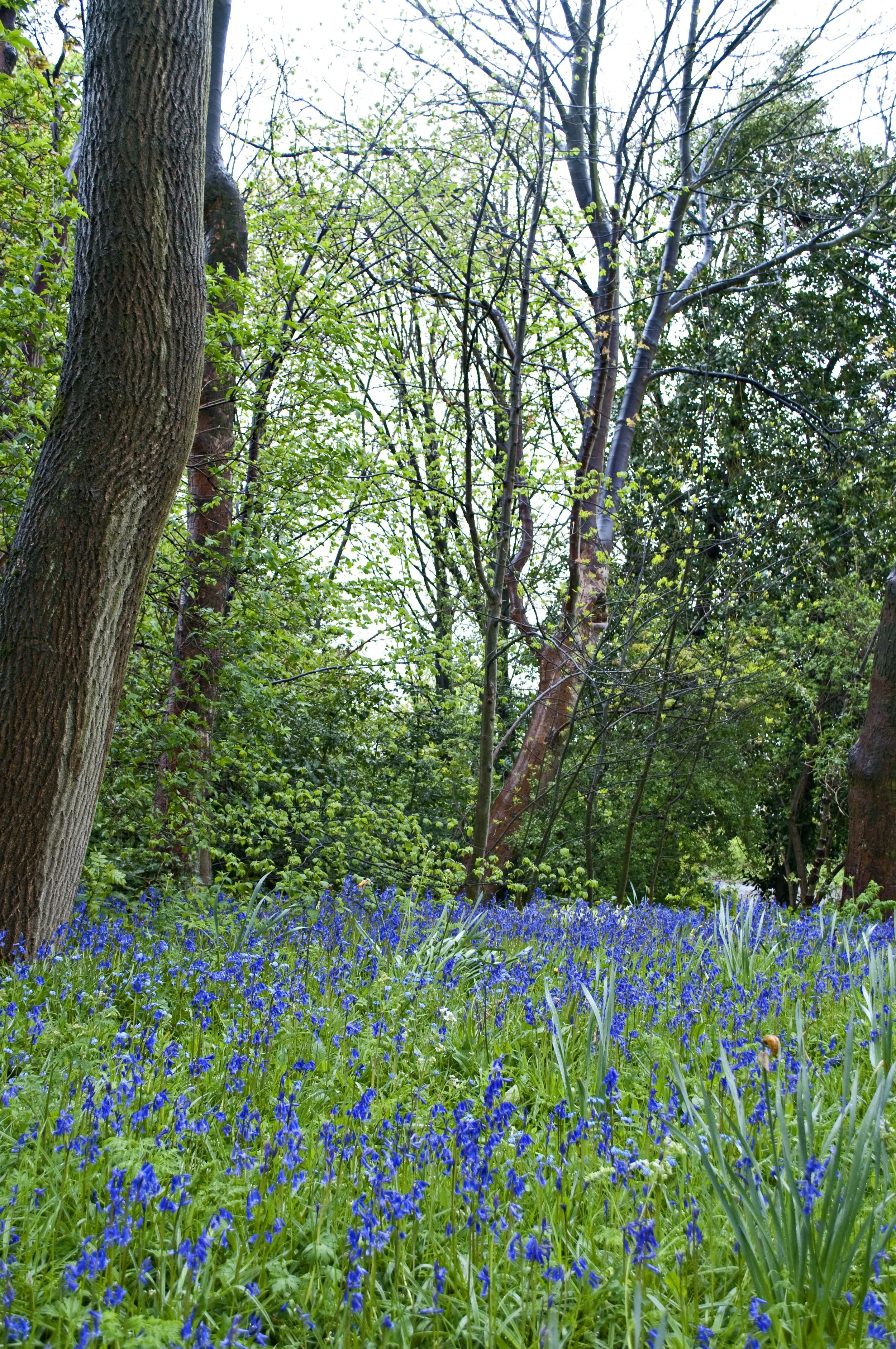 bluebells.jpg