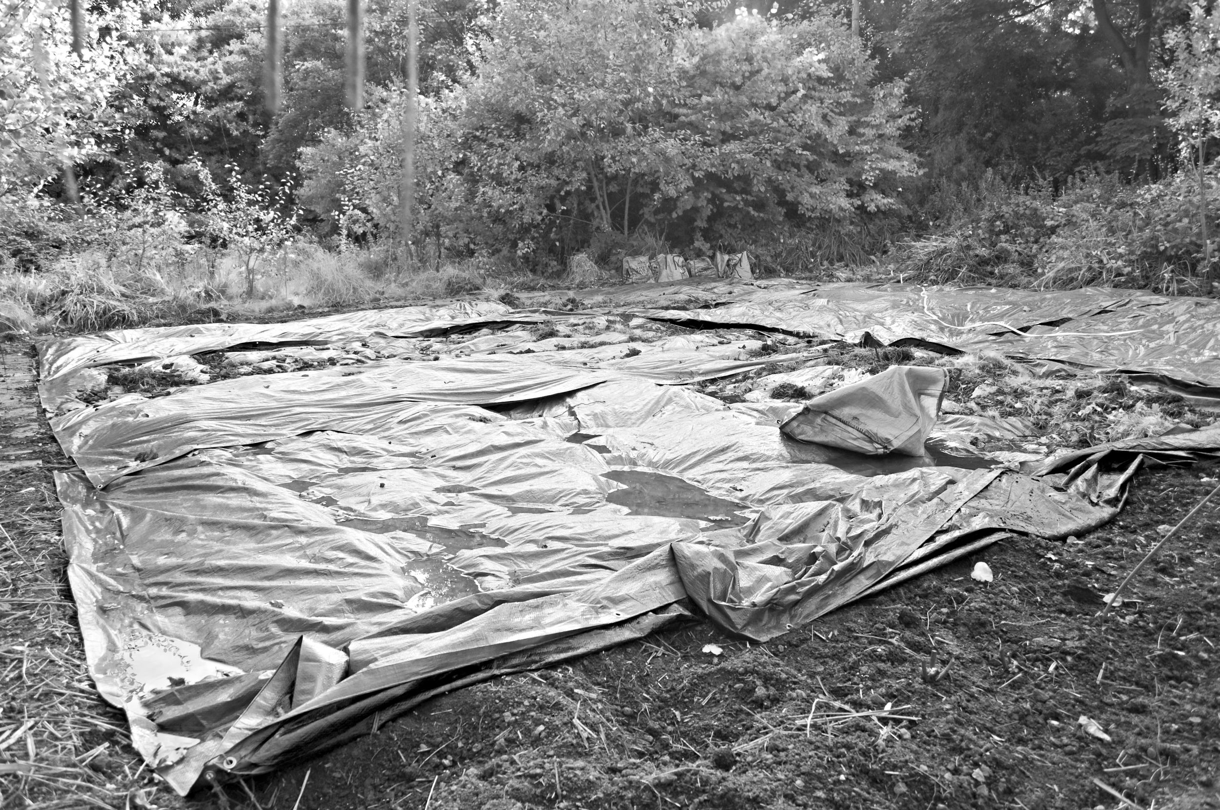 With a bit of horse muck and some tarps over the winter, we hope to be living 'The Good Life' from Spring.