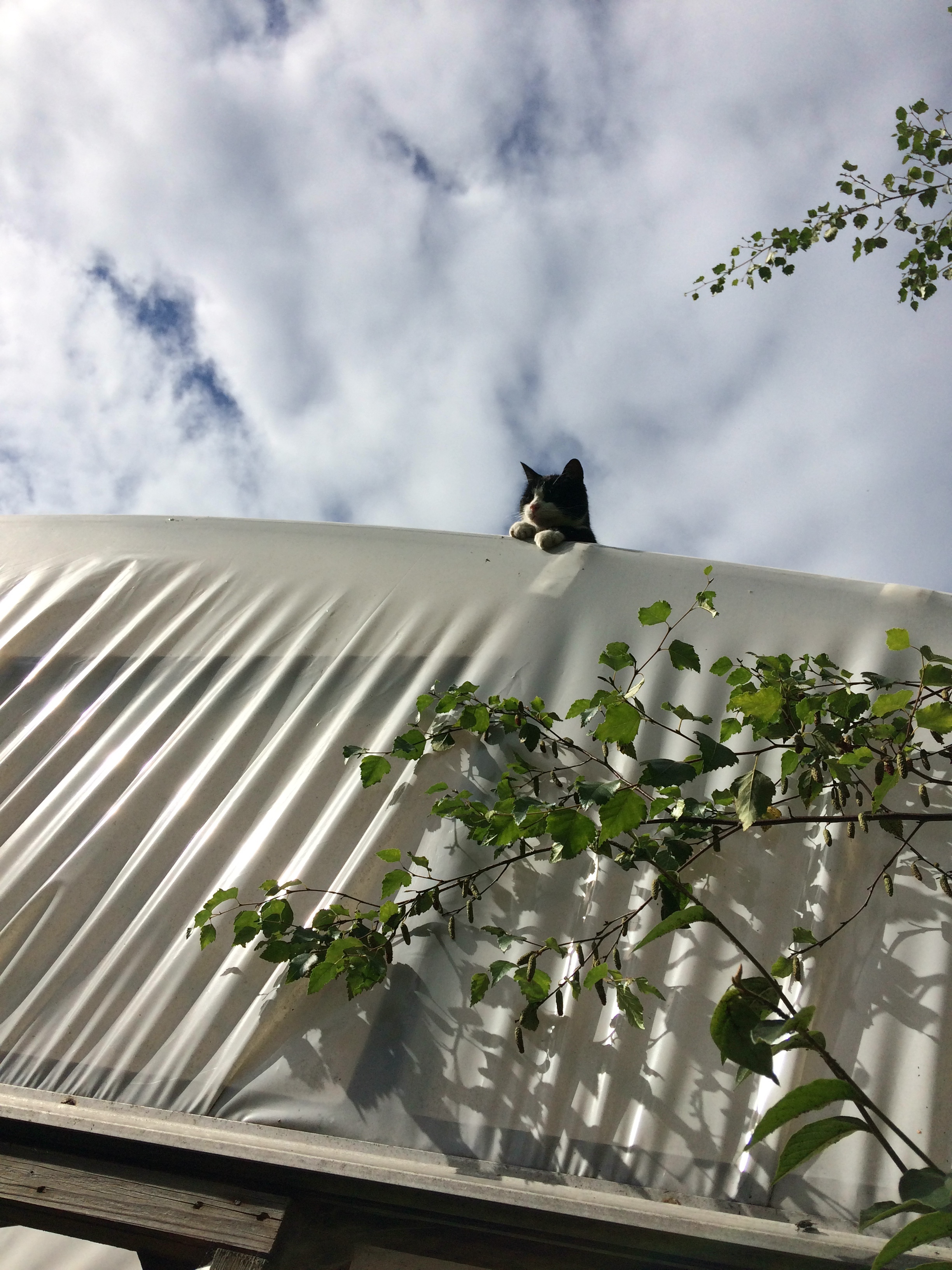 The Polytunnel Watchman