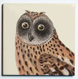31003OWL3COASTER1.jpg
