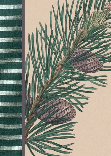 21319-LEDA-Conifer-Cards-PDF_Page_1.jpg