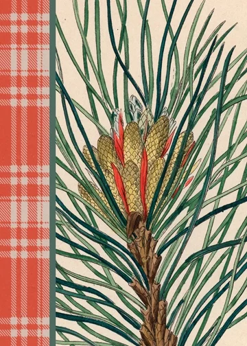 21323-LEDA-Conifer-Cards-PDF_Page_3.jpg