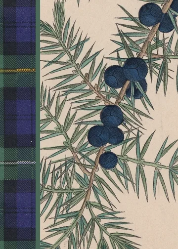 21325-LEDA-Conifer-Cards-PDF_Page_5.jpg