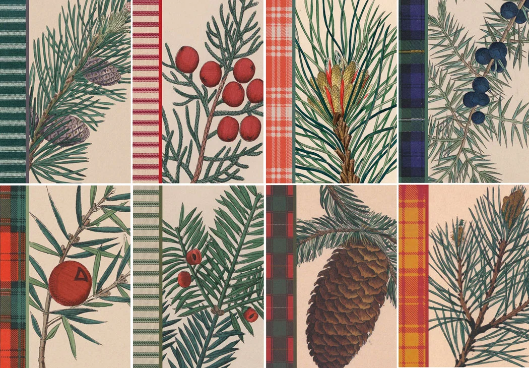21319-LEDA-Conifer-Cards-PDF_Page_1.jpg